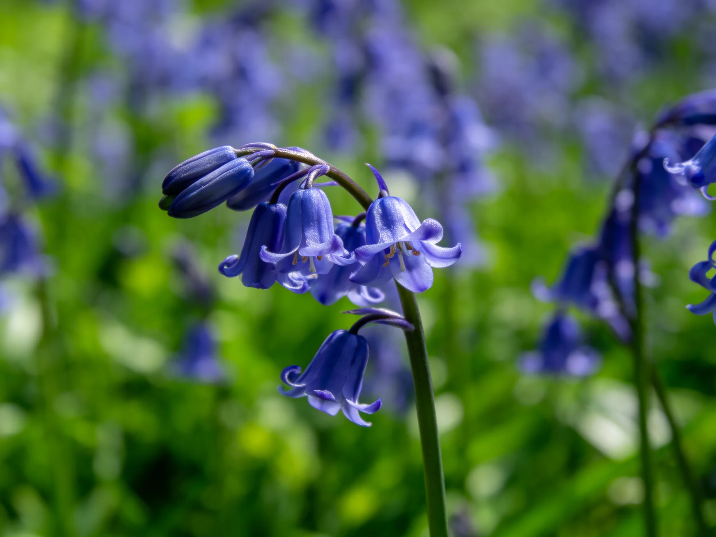 Vibrant bluebells flourish in a lush green woodland