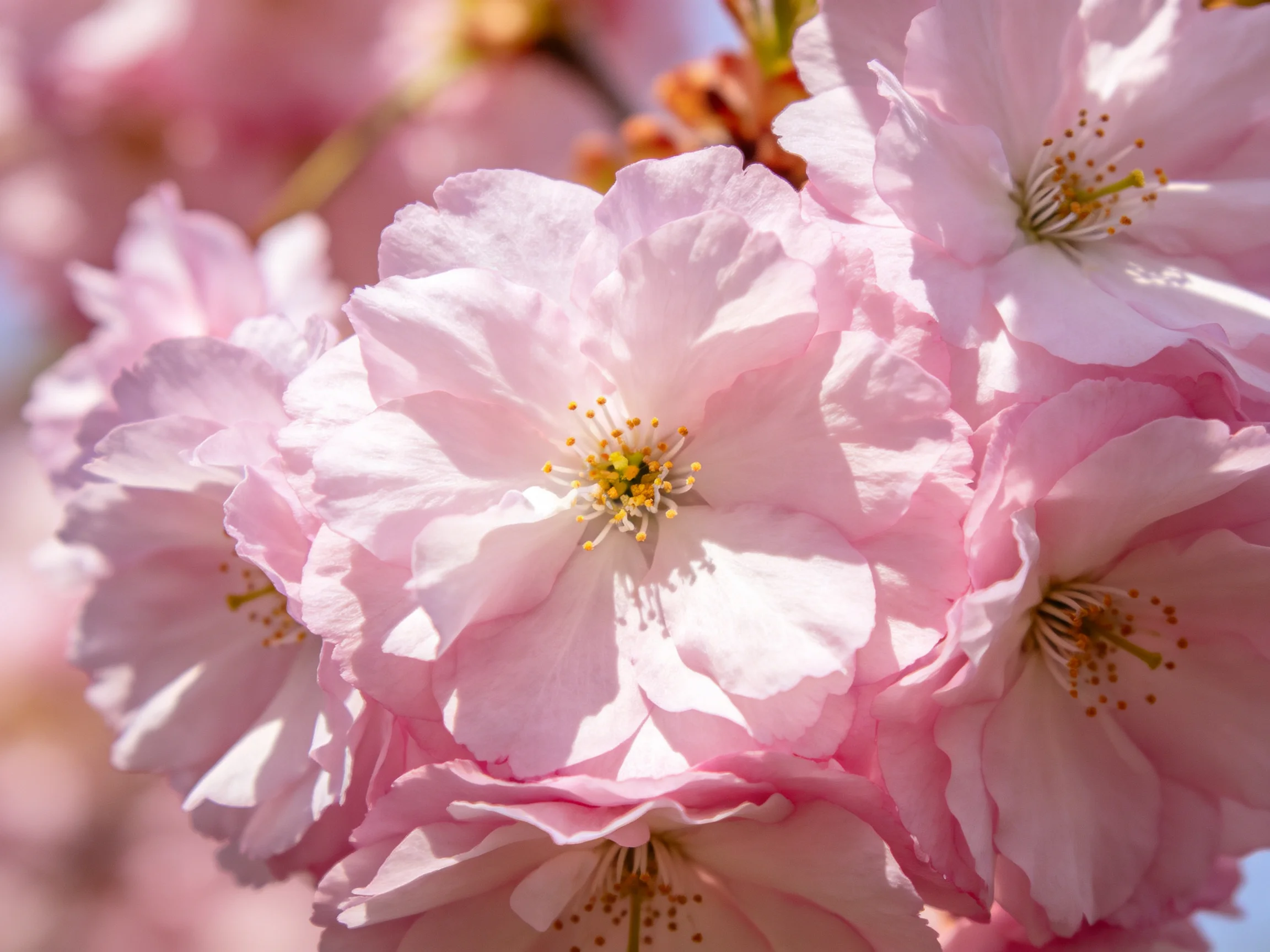 Vibrant cluster of pink cherry blossoms with layered petals
