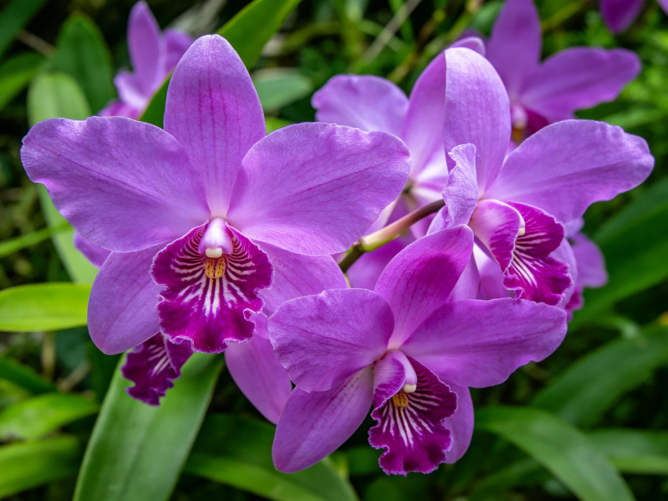 Vibrant cluster of purple orchids with deep magenta centers