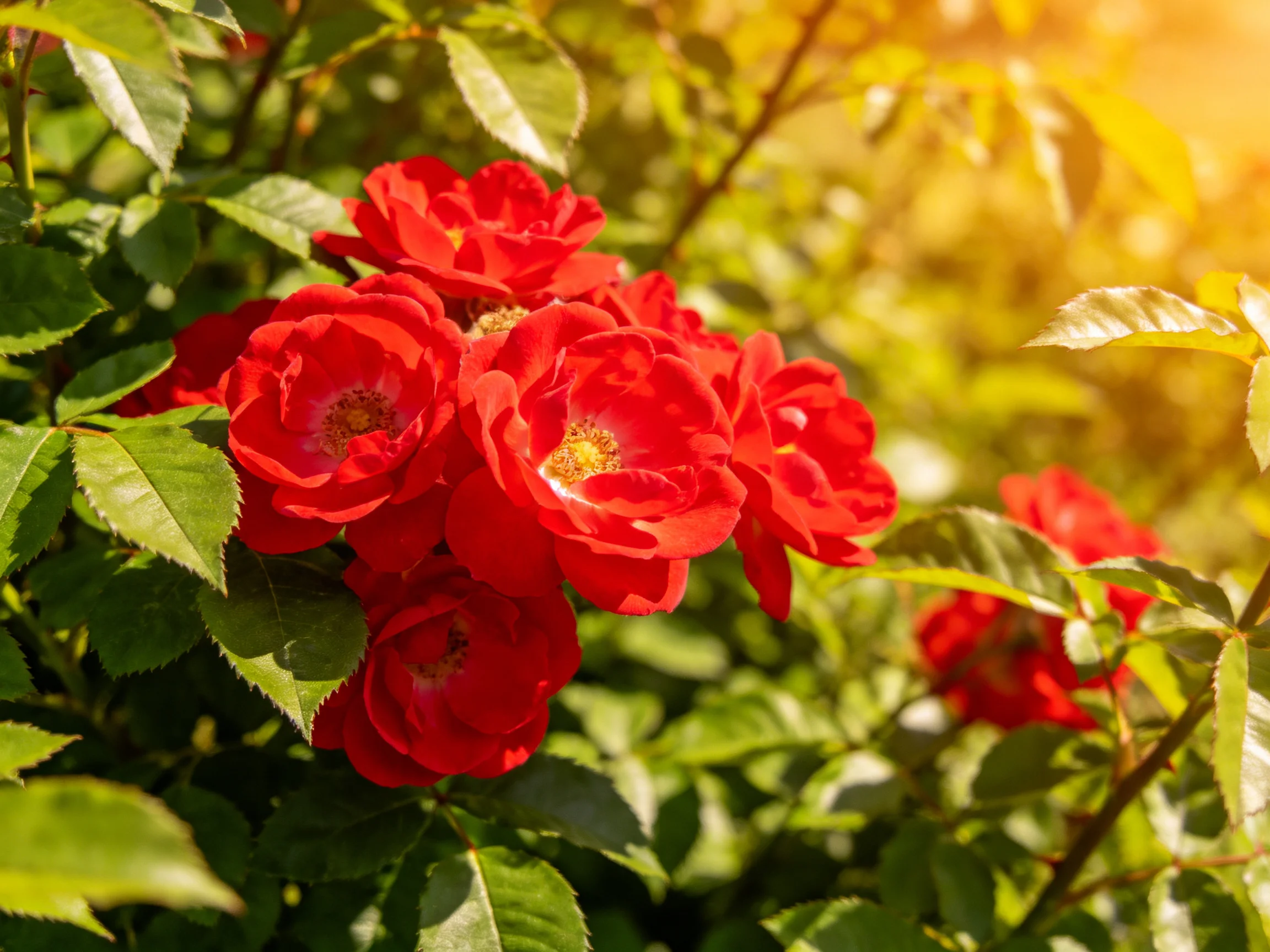 Vibrant cluster of red roses surrounded by lush green foliage