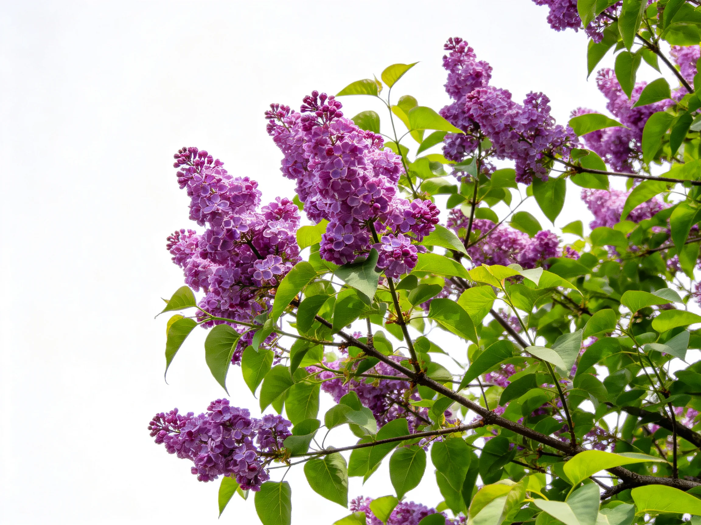 Vibrant clusters of purple lilac blooms with lush green leaves