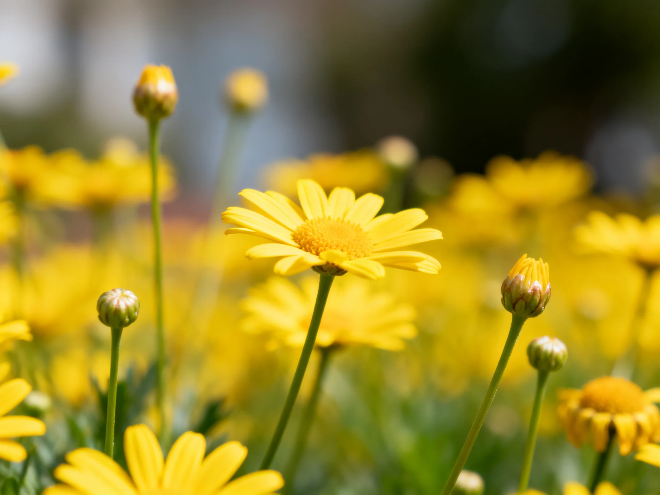 Vibrant field of yellow daisies with budding stems