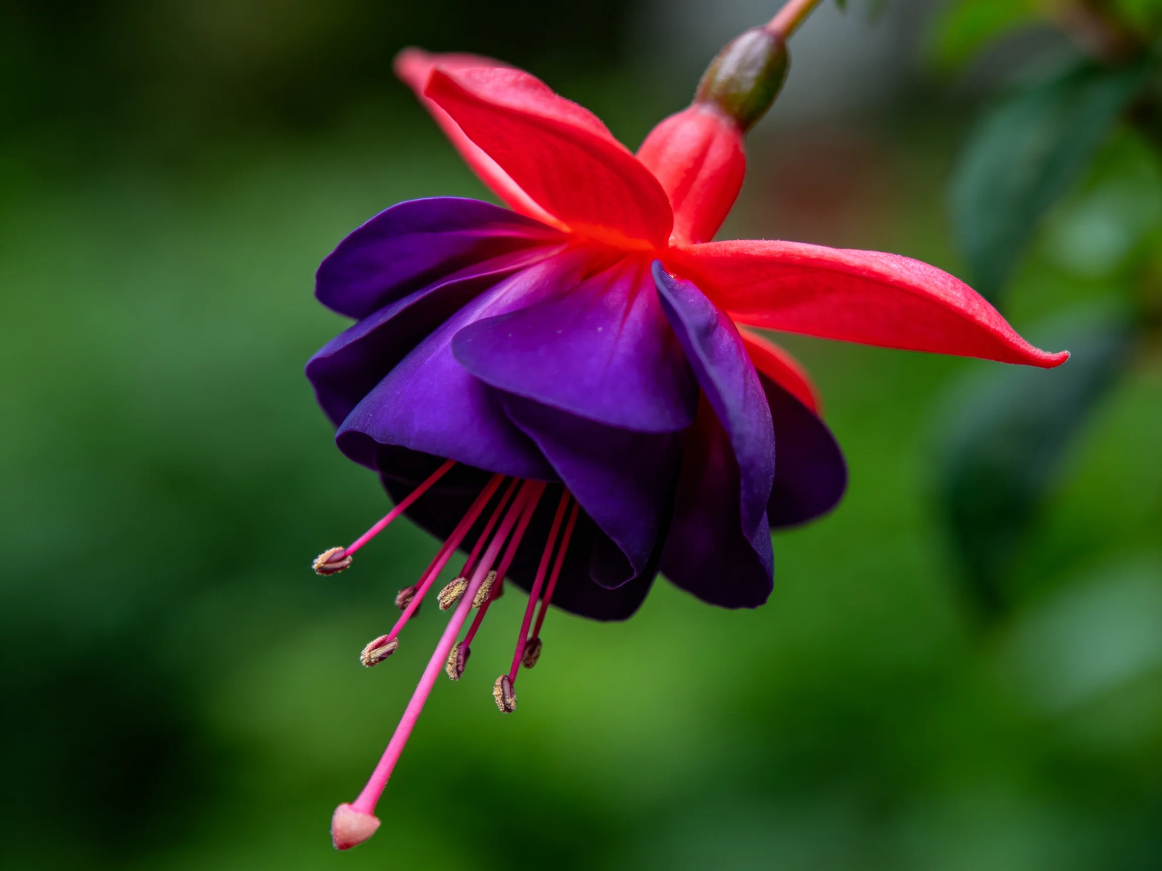 Vibrant fuchsia flower with deep purple and bright red petals