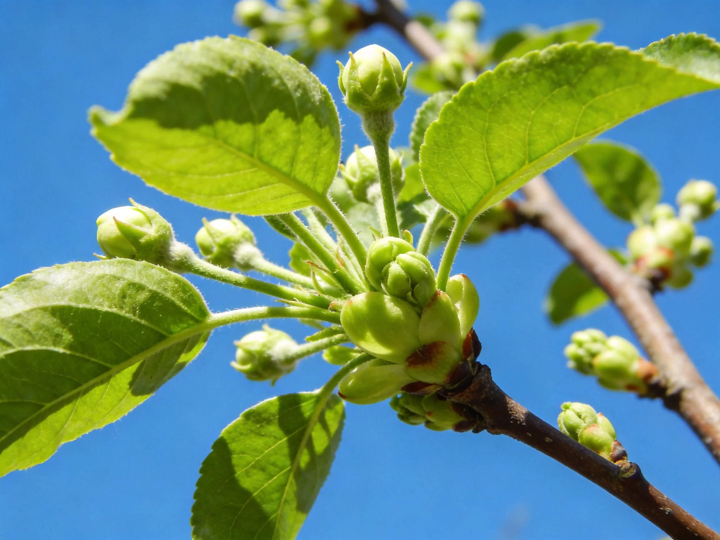 Vibrant green flower buds and glossy leaves against a clear blue sky