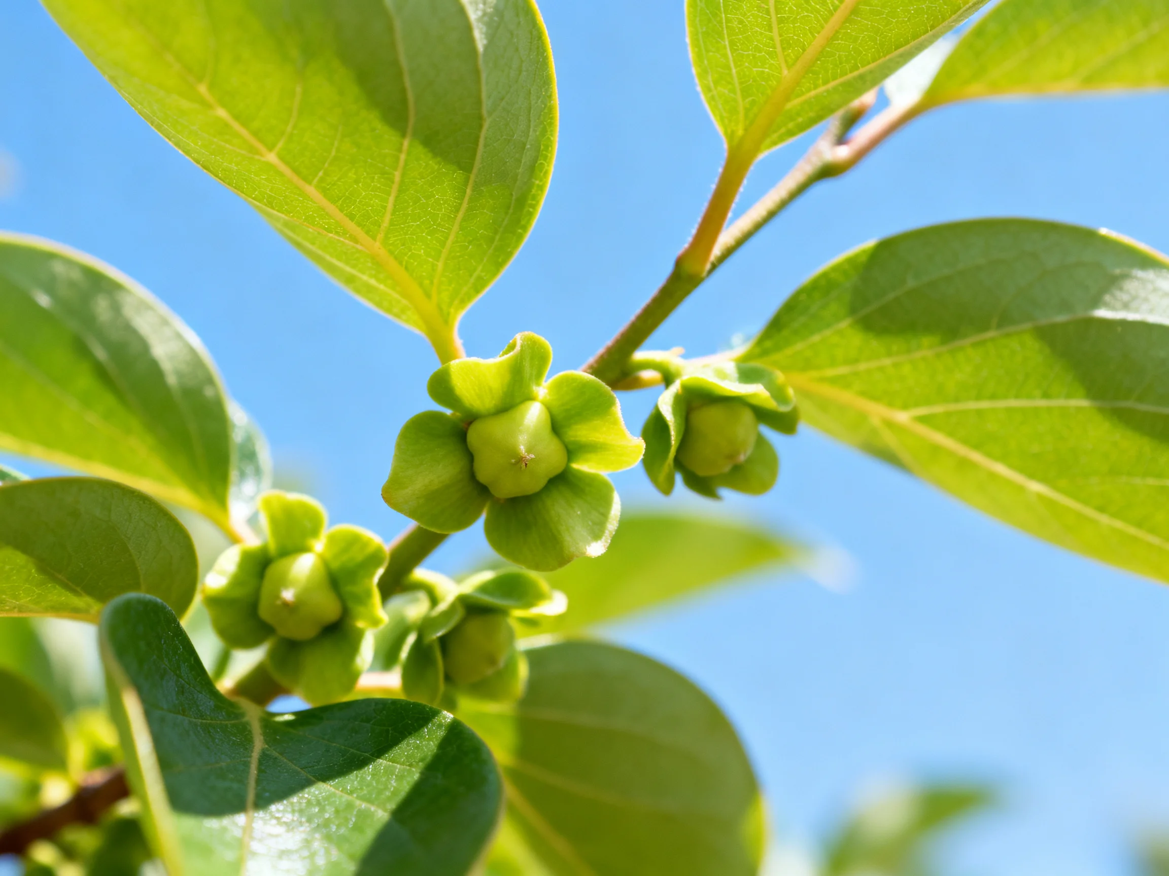Vibrant green persimmon buds and glossy leaves against a clear blue sky