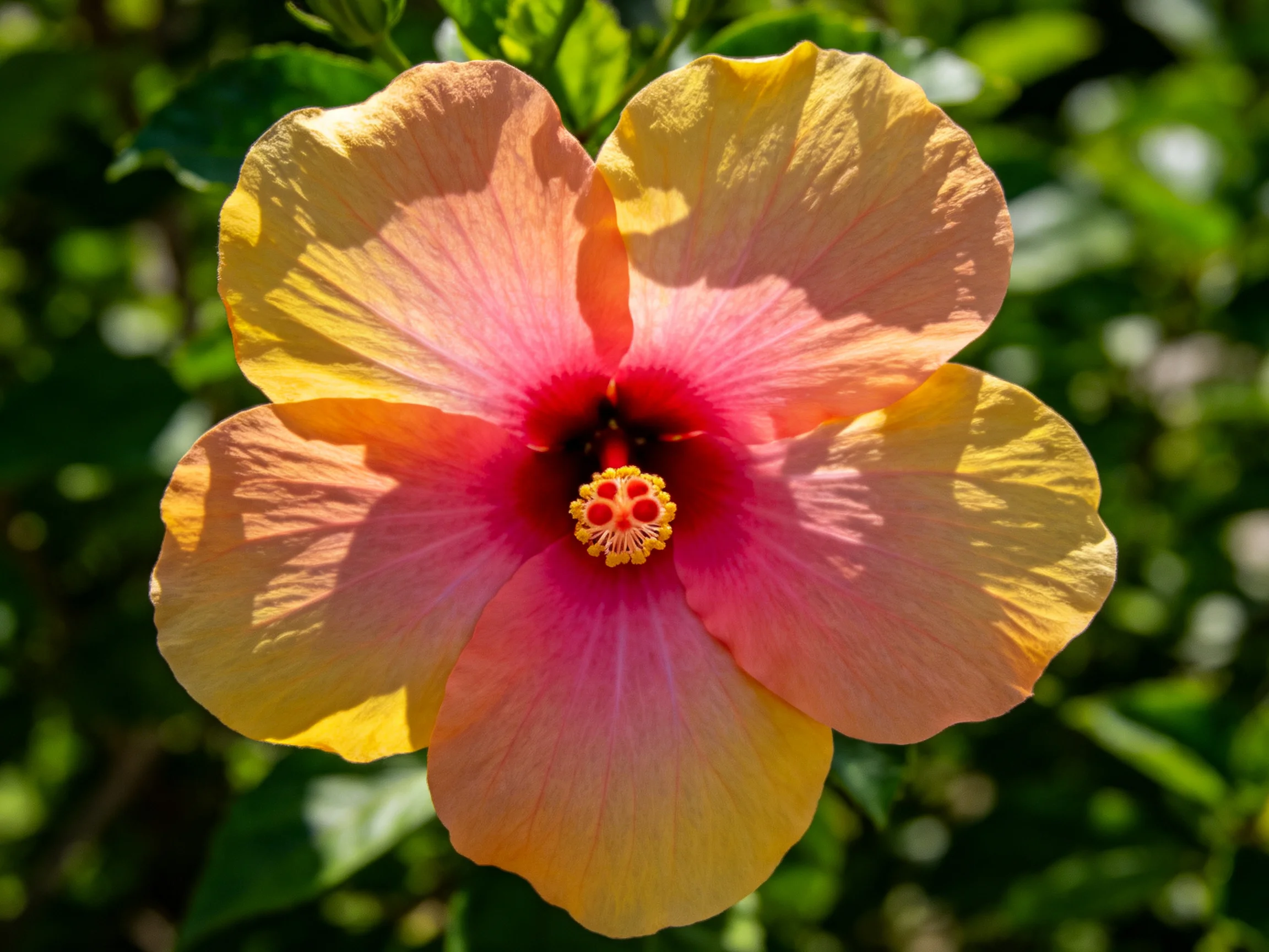Vibrant hibiscus flower with pink and yellow petals