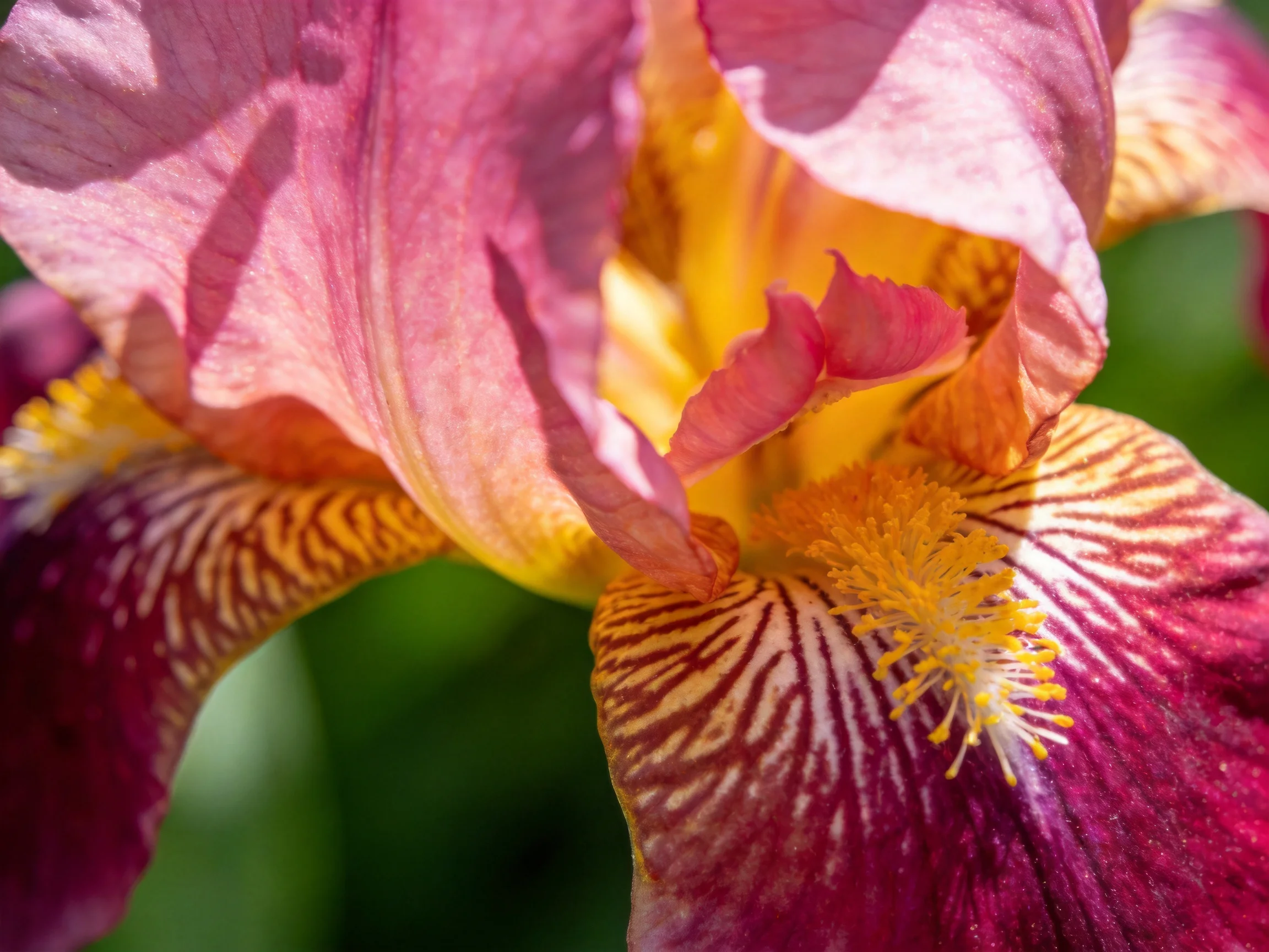 Vibrant iris bloom with pink, maroon, and golden details