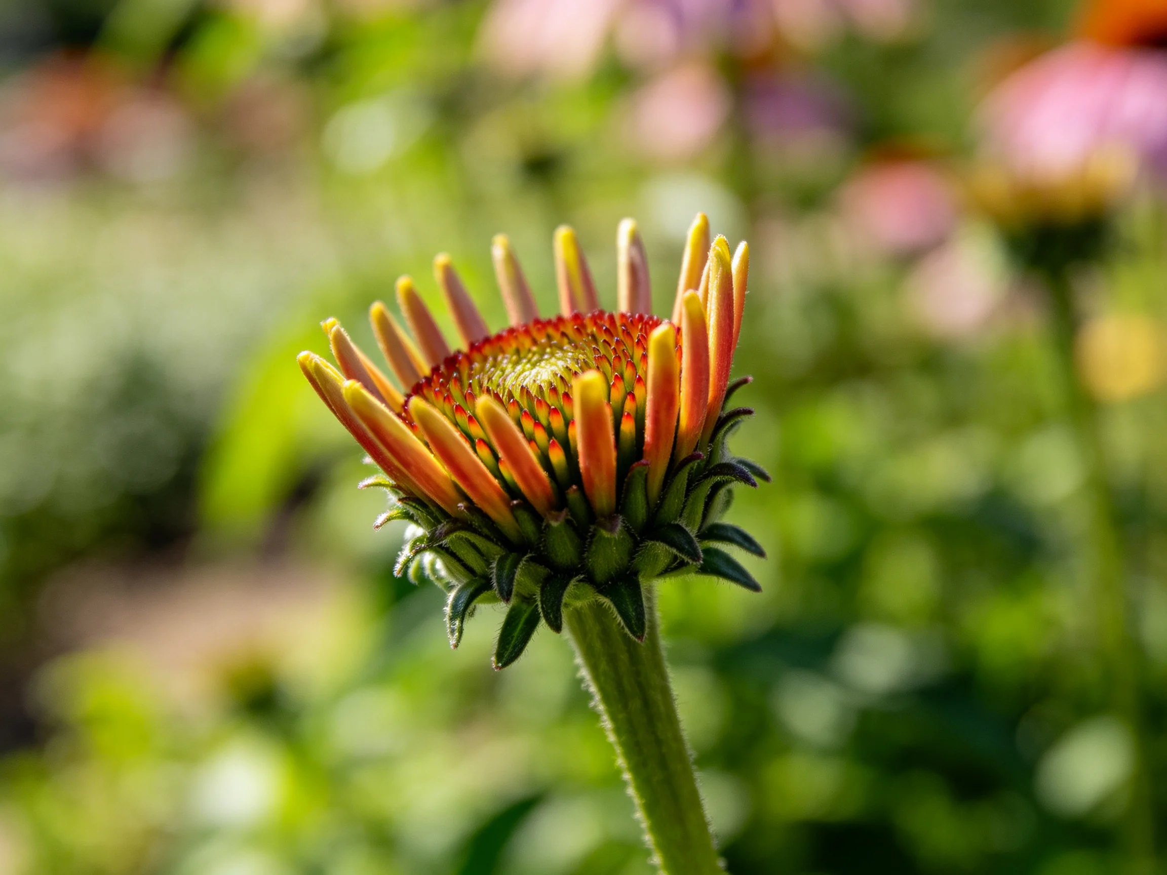 Vibrant orange coneflower bud with yellow-tipped petals