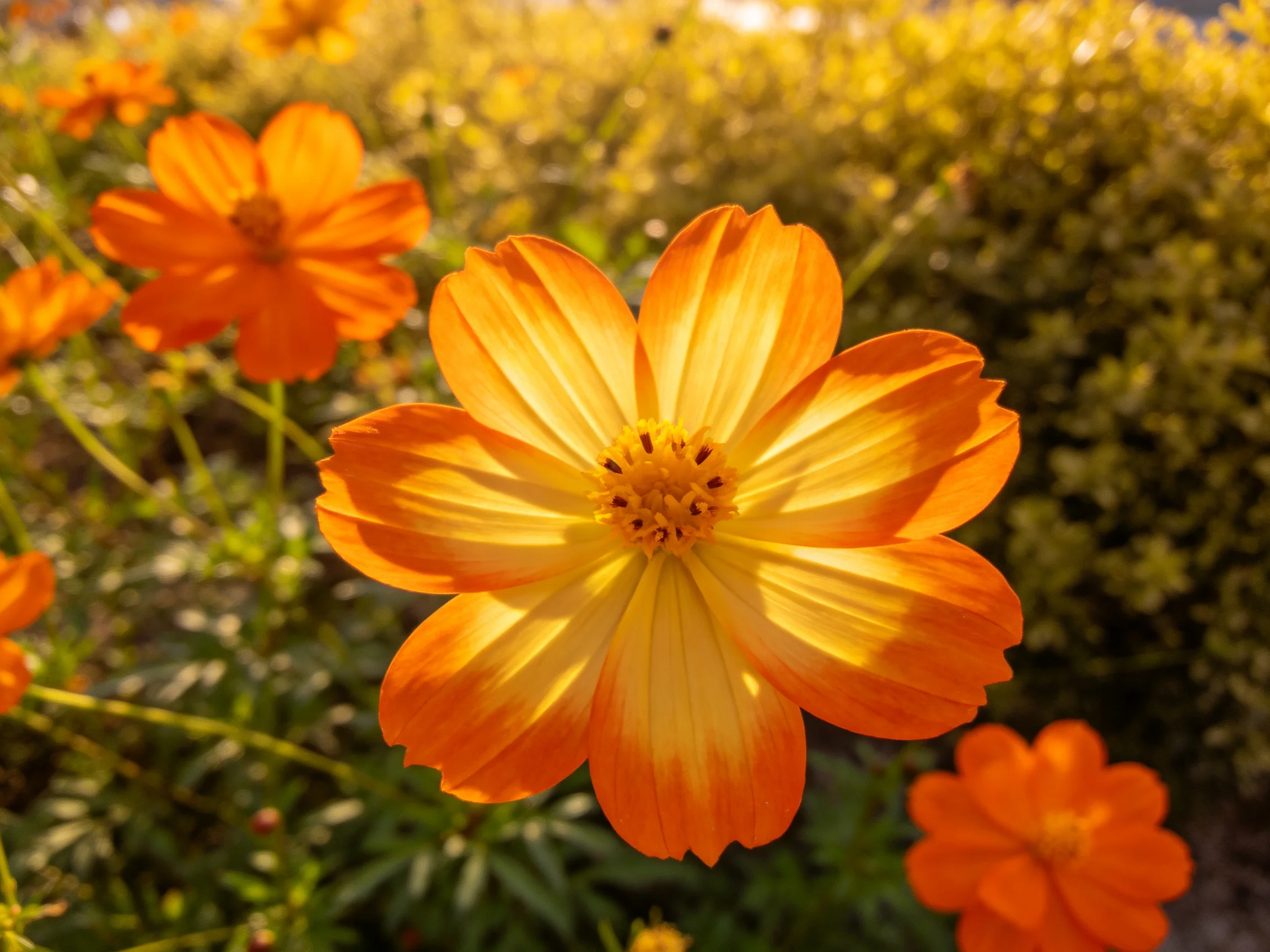 Vibrant orange cosmos blooms shine amid lush green foliage