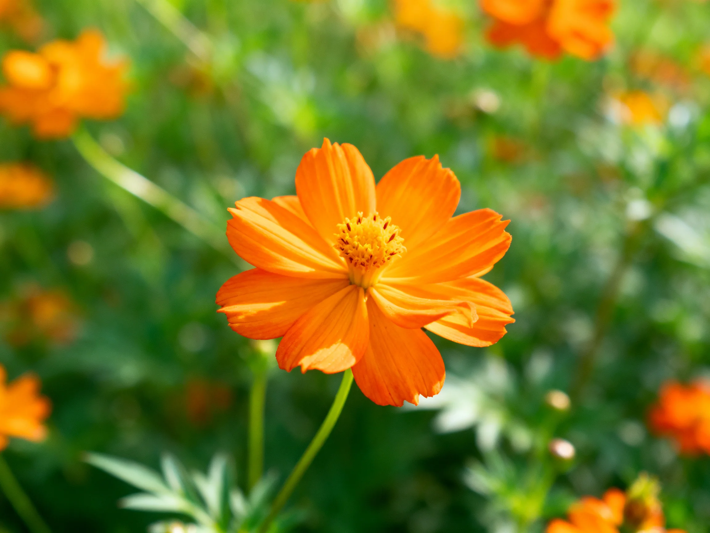 Vibrant orange cosmos flower centered among lush green foliage