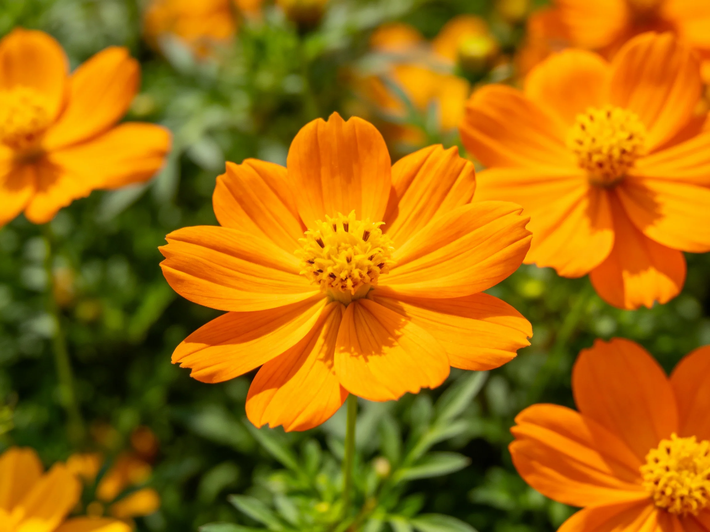 Vibrant orange cosmos flowers bloom among lush green foliage