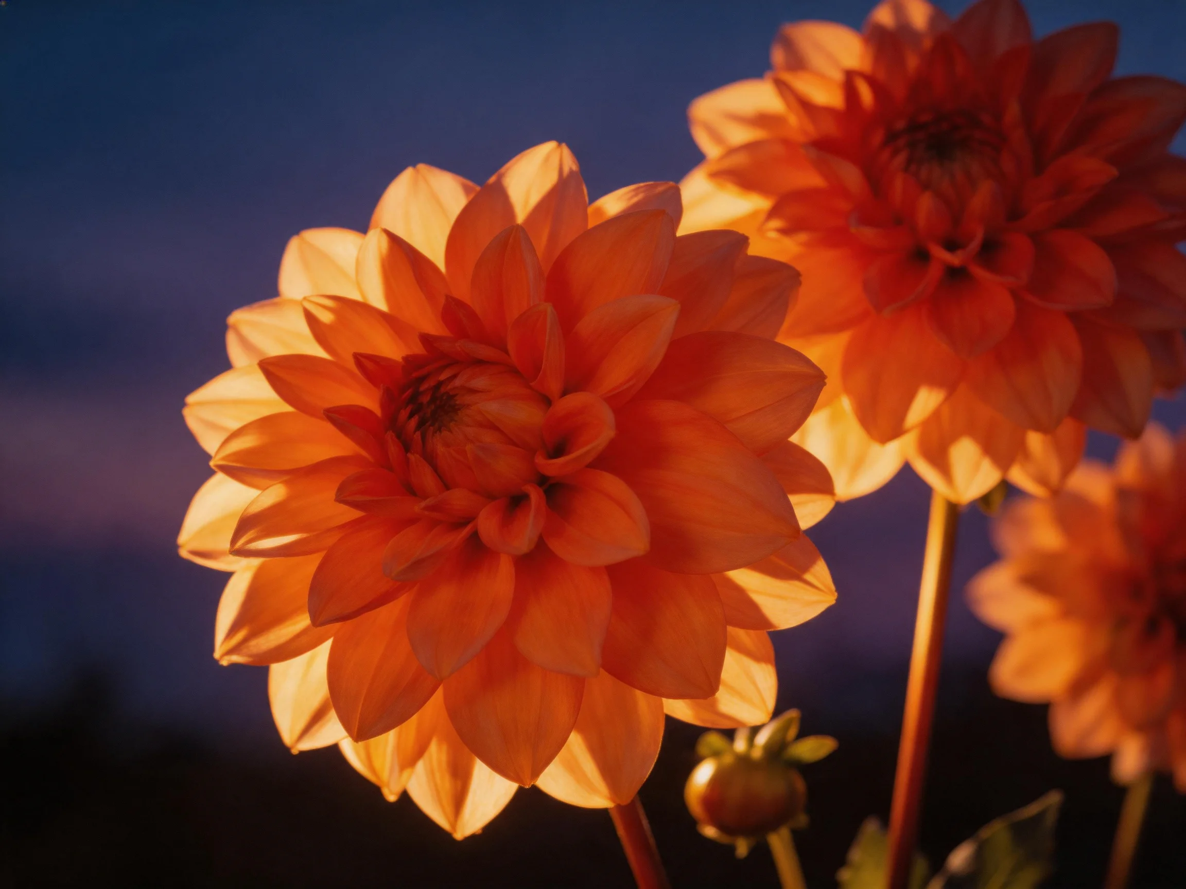 Vibrant orange dahlias lit by golden hour light