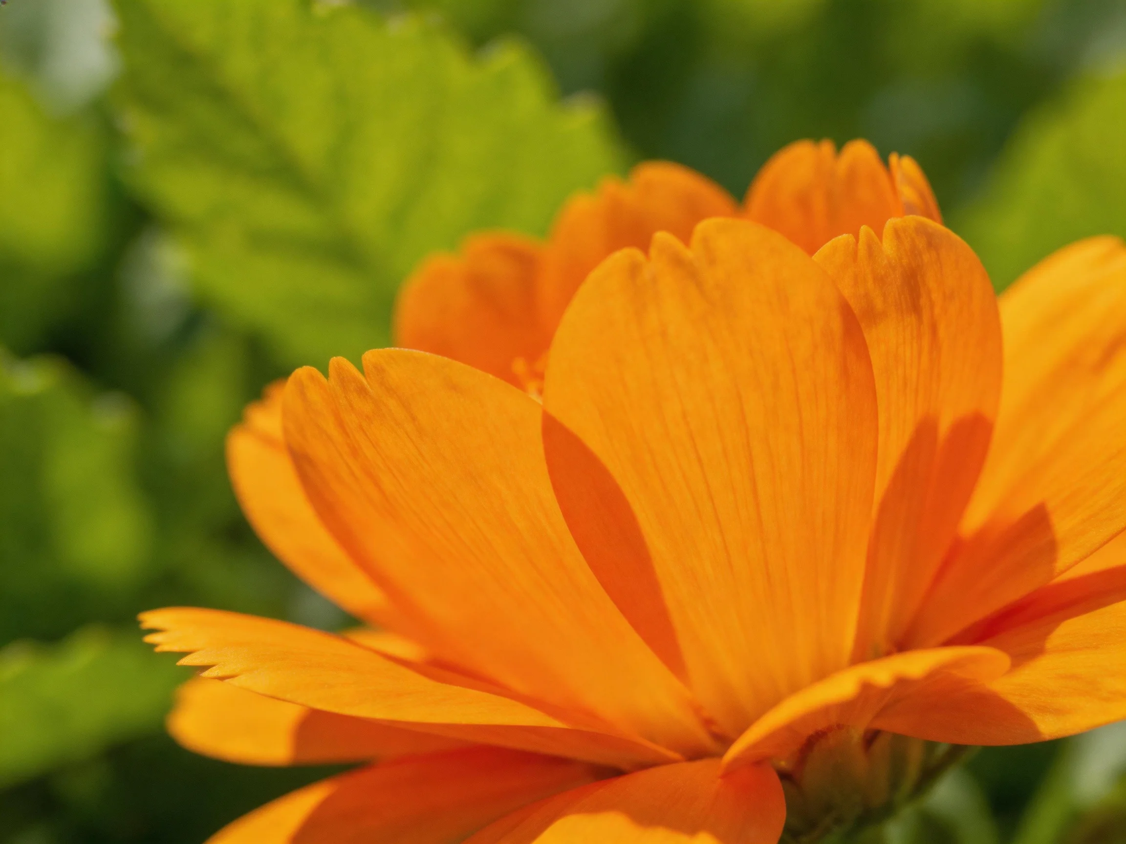 A vibrant orange flower stands out against lush green foliage.