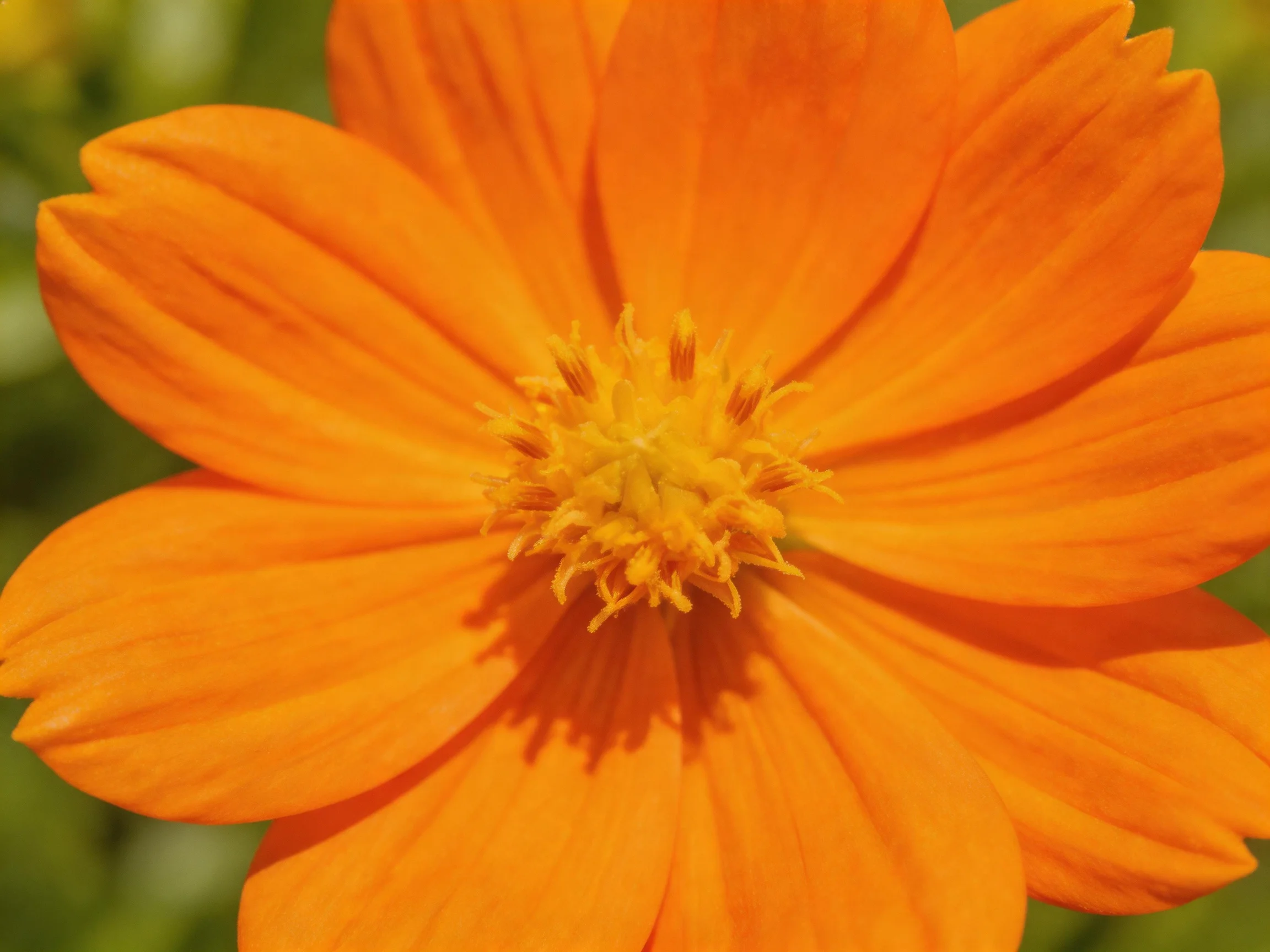 Vibrant orange flower with bright yellow center and smooth petals