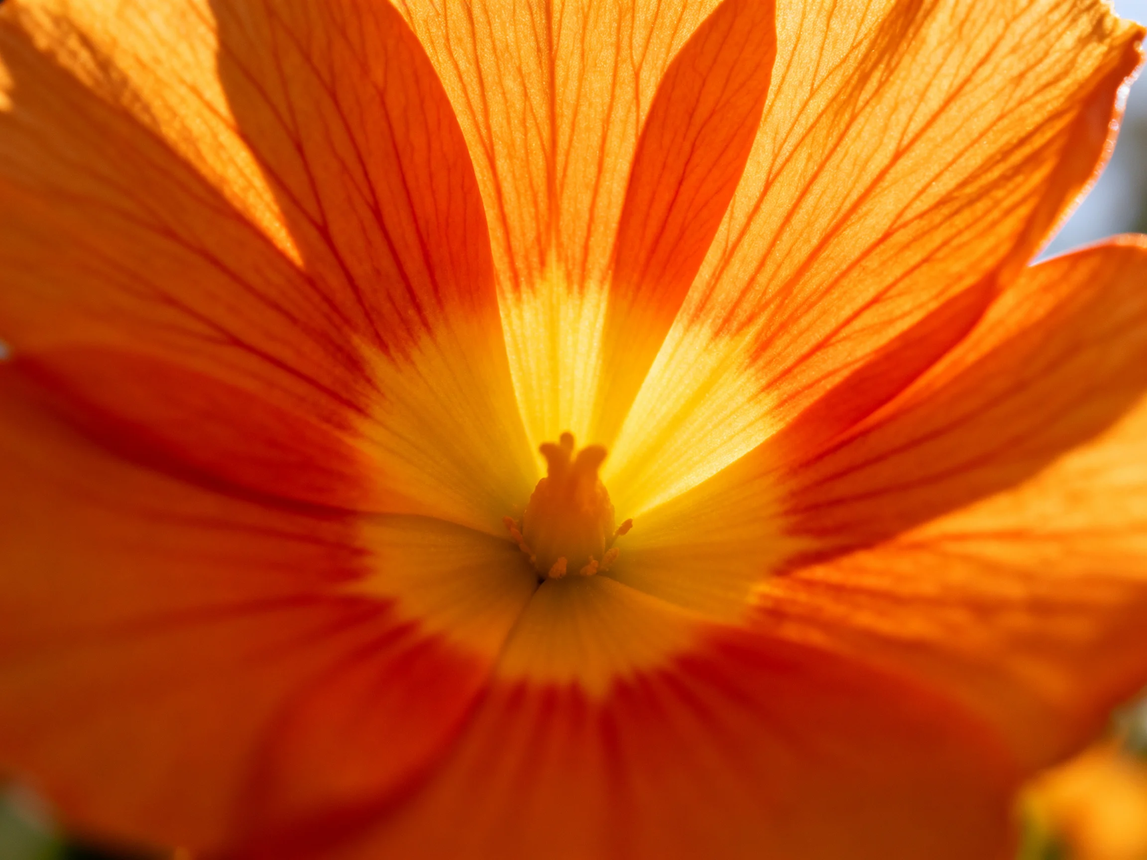 Vibrant orange flower with golden central core