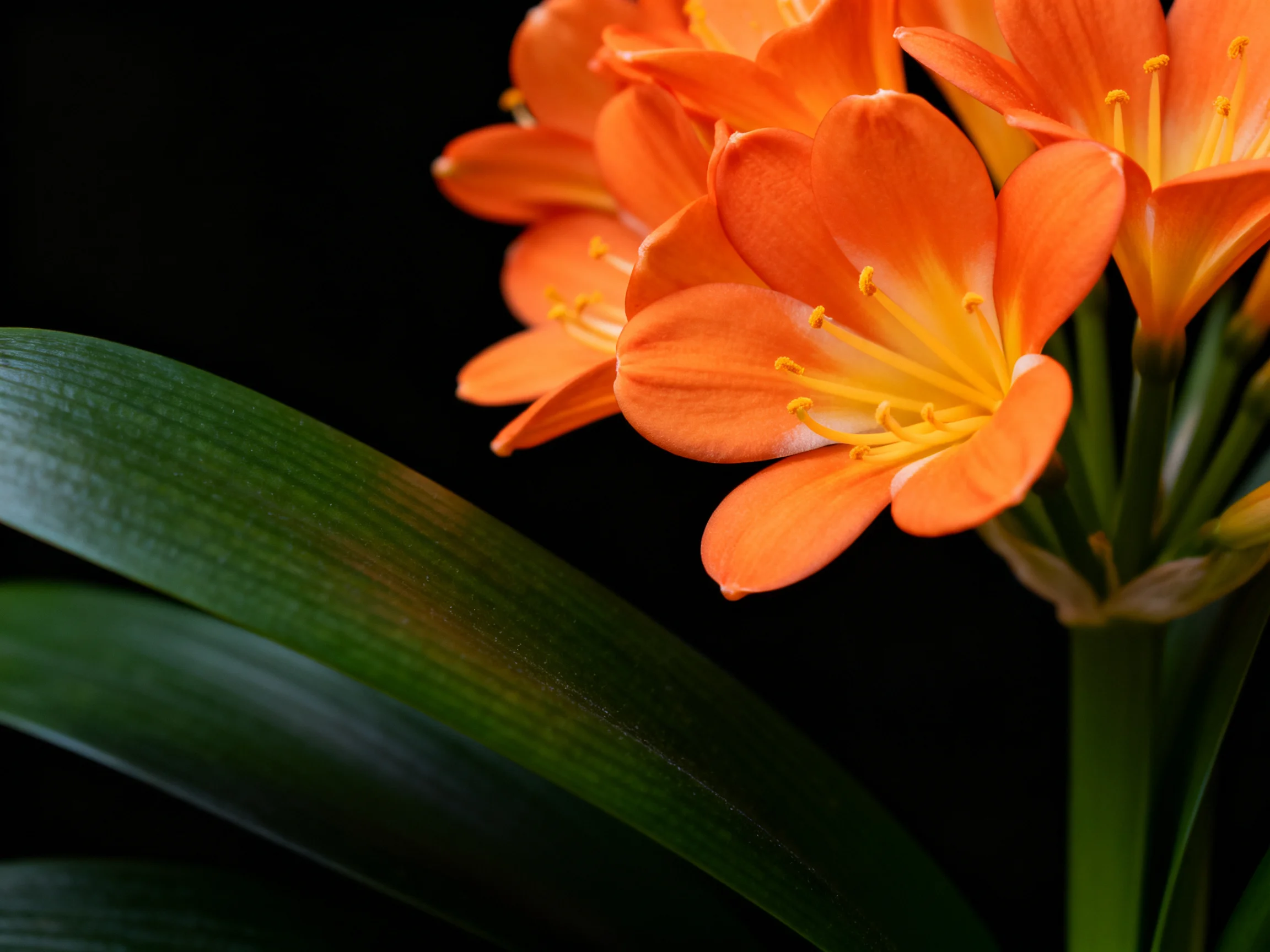 Vibrant orange flowers cluster beside glossy dark green leaves on a stark black backdrop.
