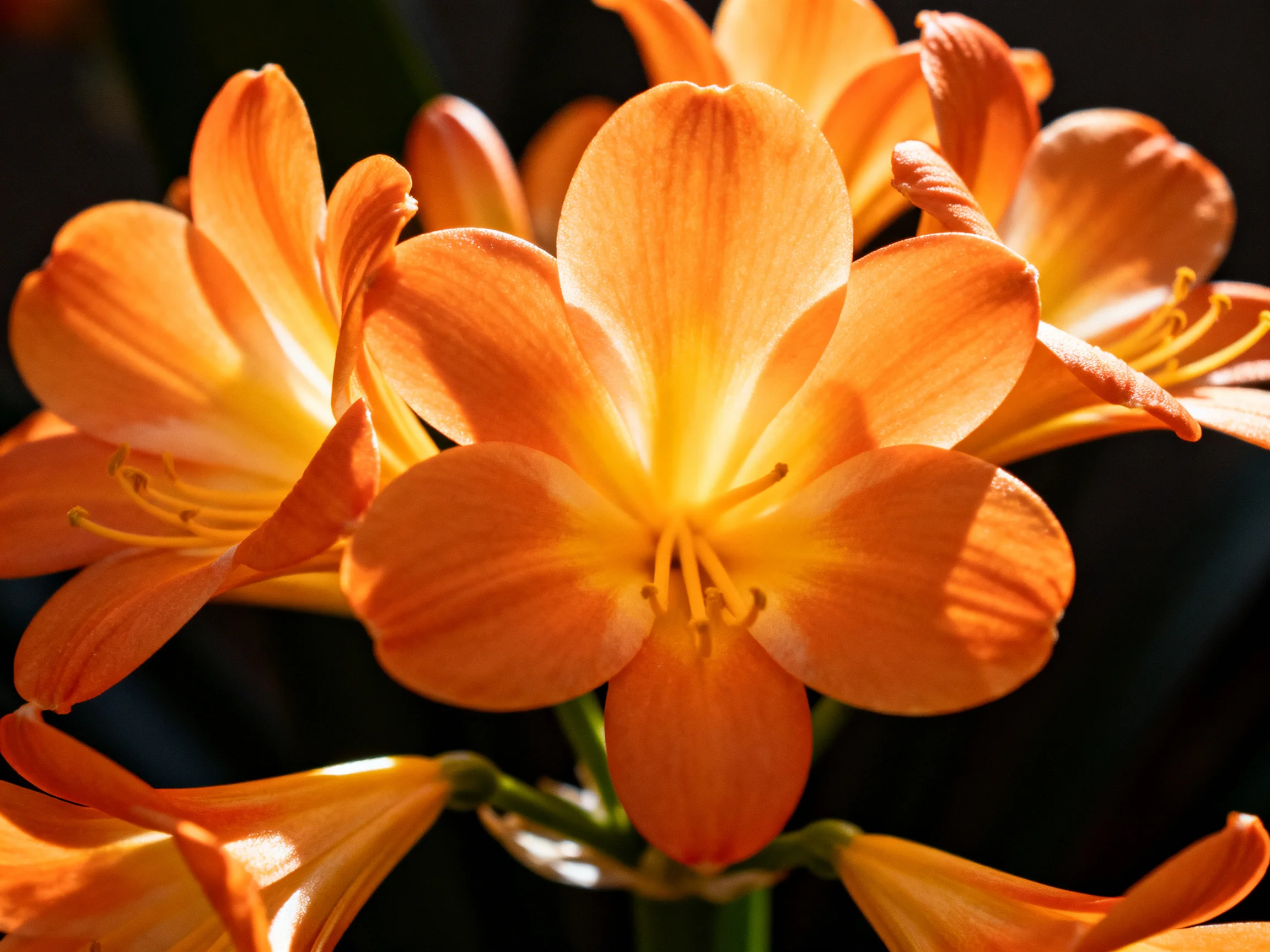 Vibrant orange flowers clustered closely with warm lighting