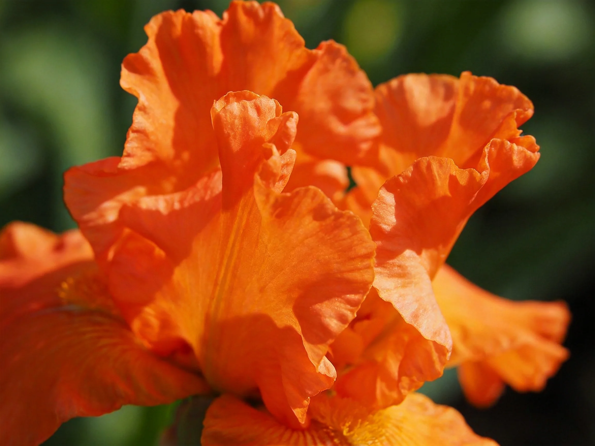 Vibrant orange iris blooms with ruffled petals in natural light