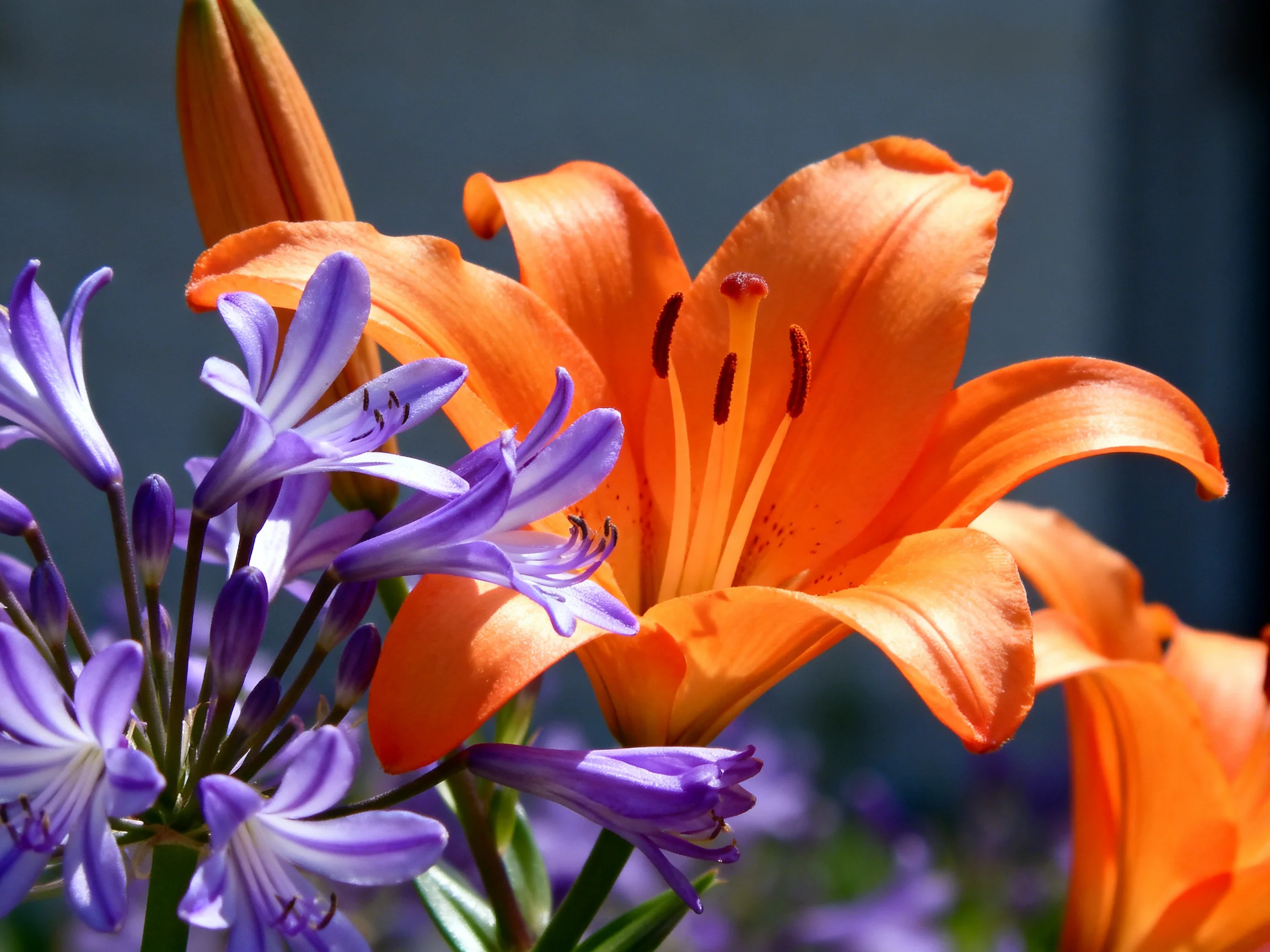 Vibrant orange lilies beside delicate purple blooms in bright daylight