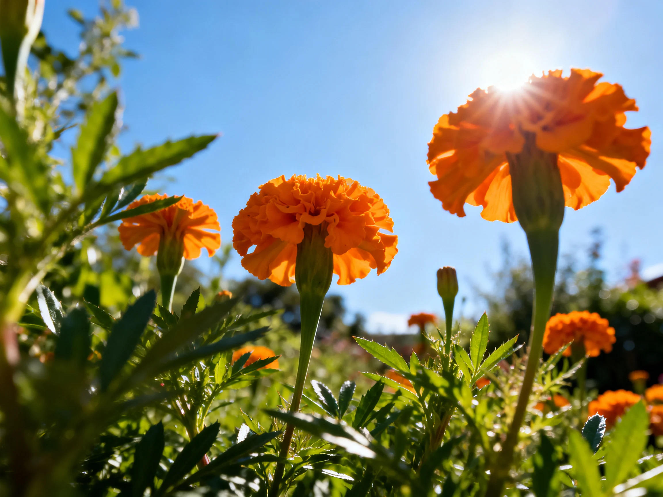 Vibrant orange marigold blooms under sunny skies with clear blue sky