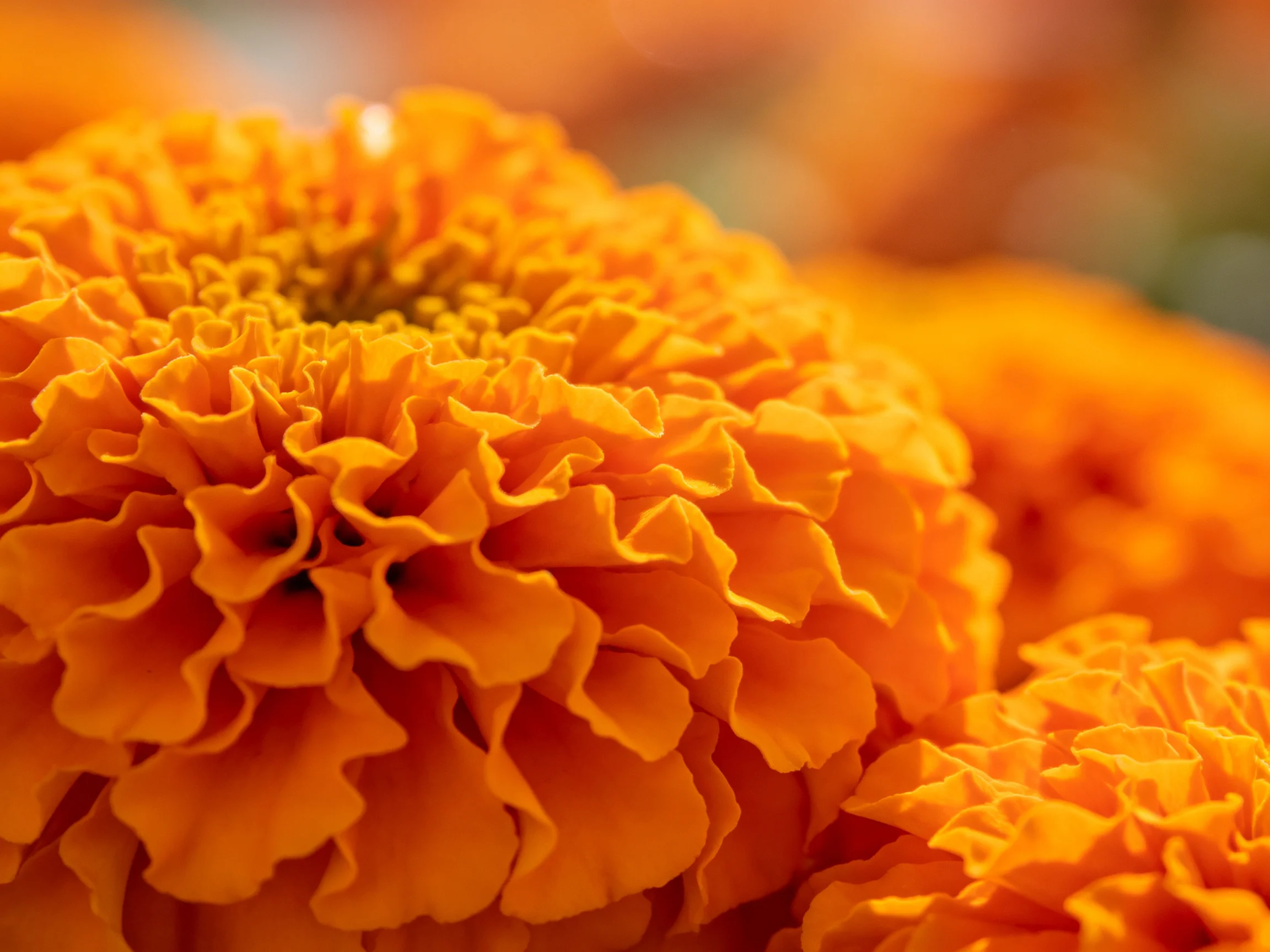 Vibrant orange marigold blooms with layered, ruffled petals