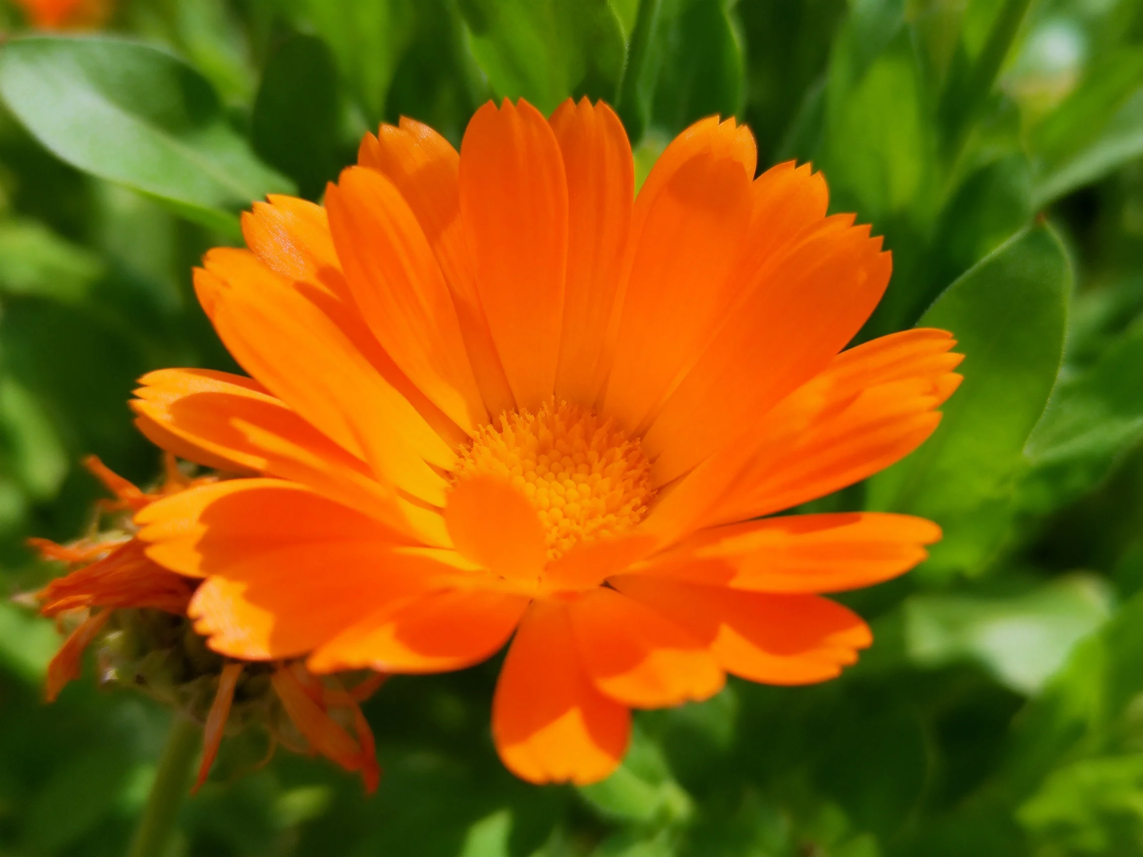 Vibrant orange marigold flower with dense green foliage