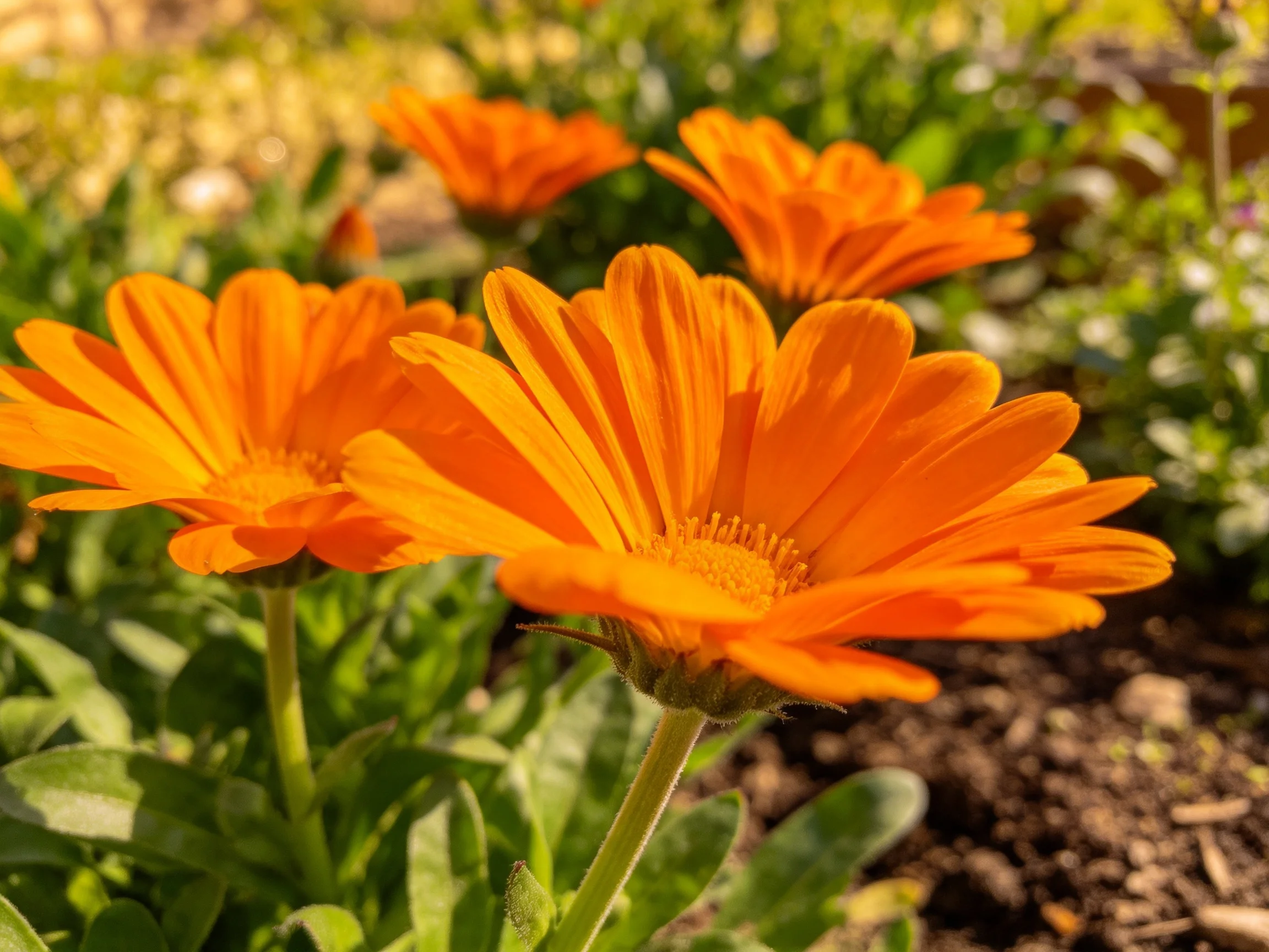 Vibrant orange marigold flowers bloom among lush green foliage