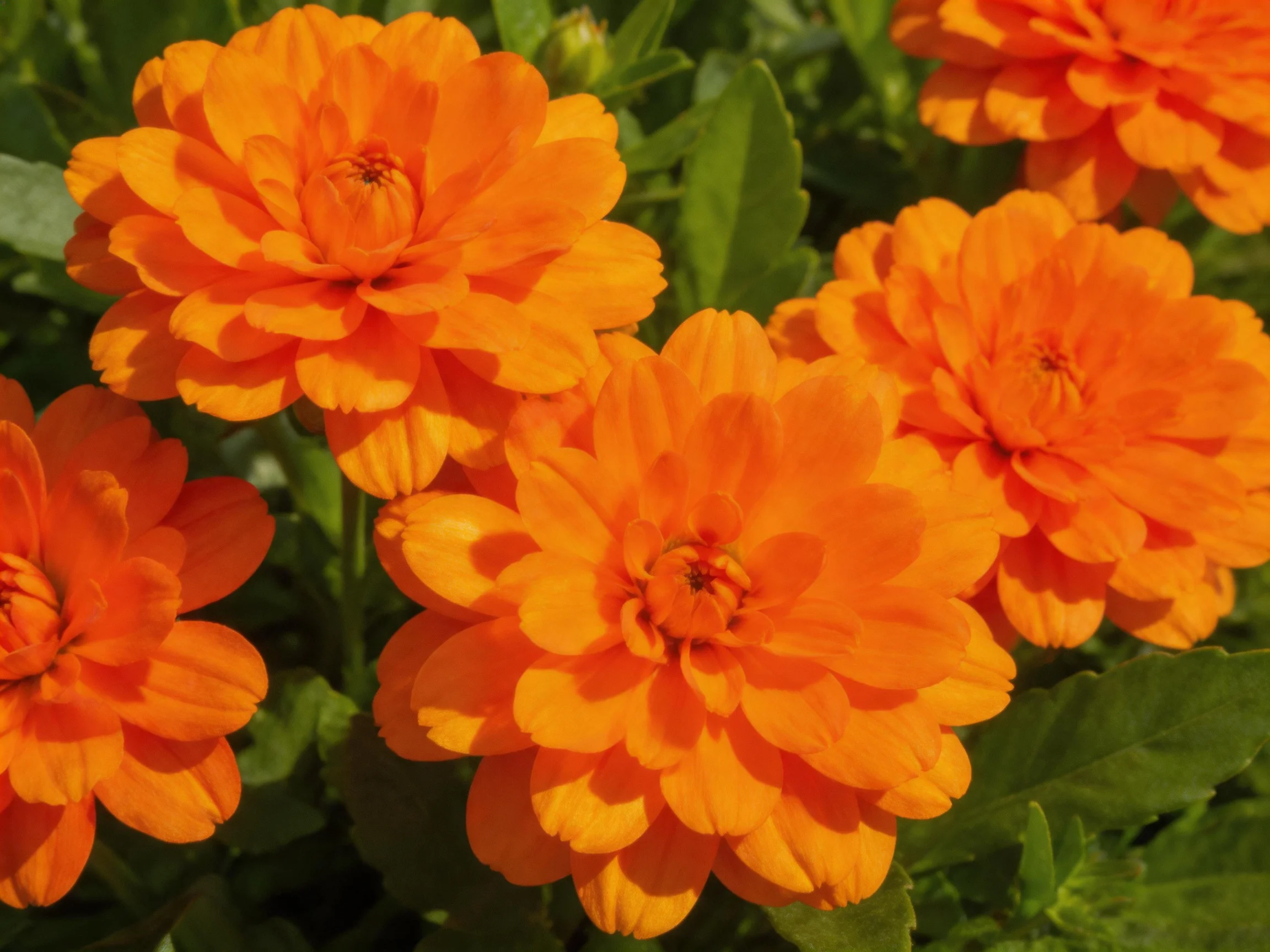 Vibrant orange marigold flowers cluster amid green foliage