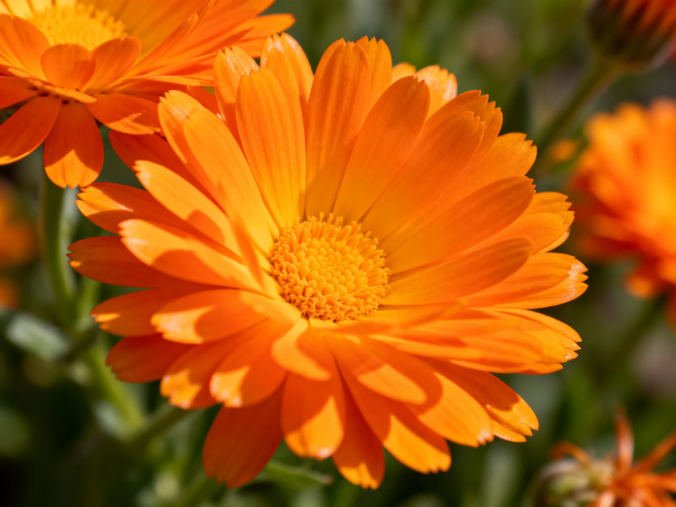 Vibrant orange marigold flowers with yellow centers in natural sunlight