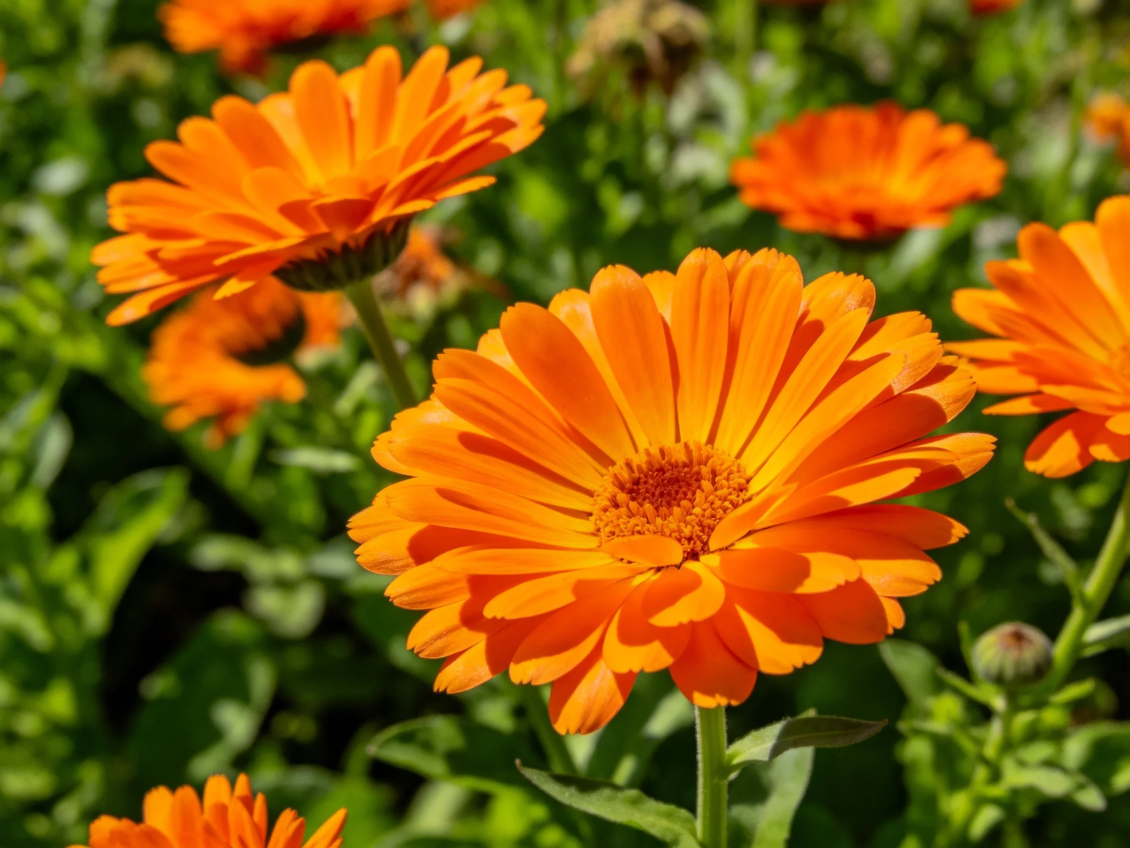 Vibrant orange marigolds bloom among lush green foliage