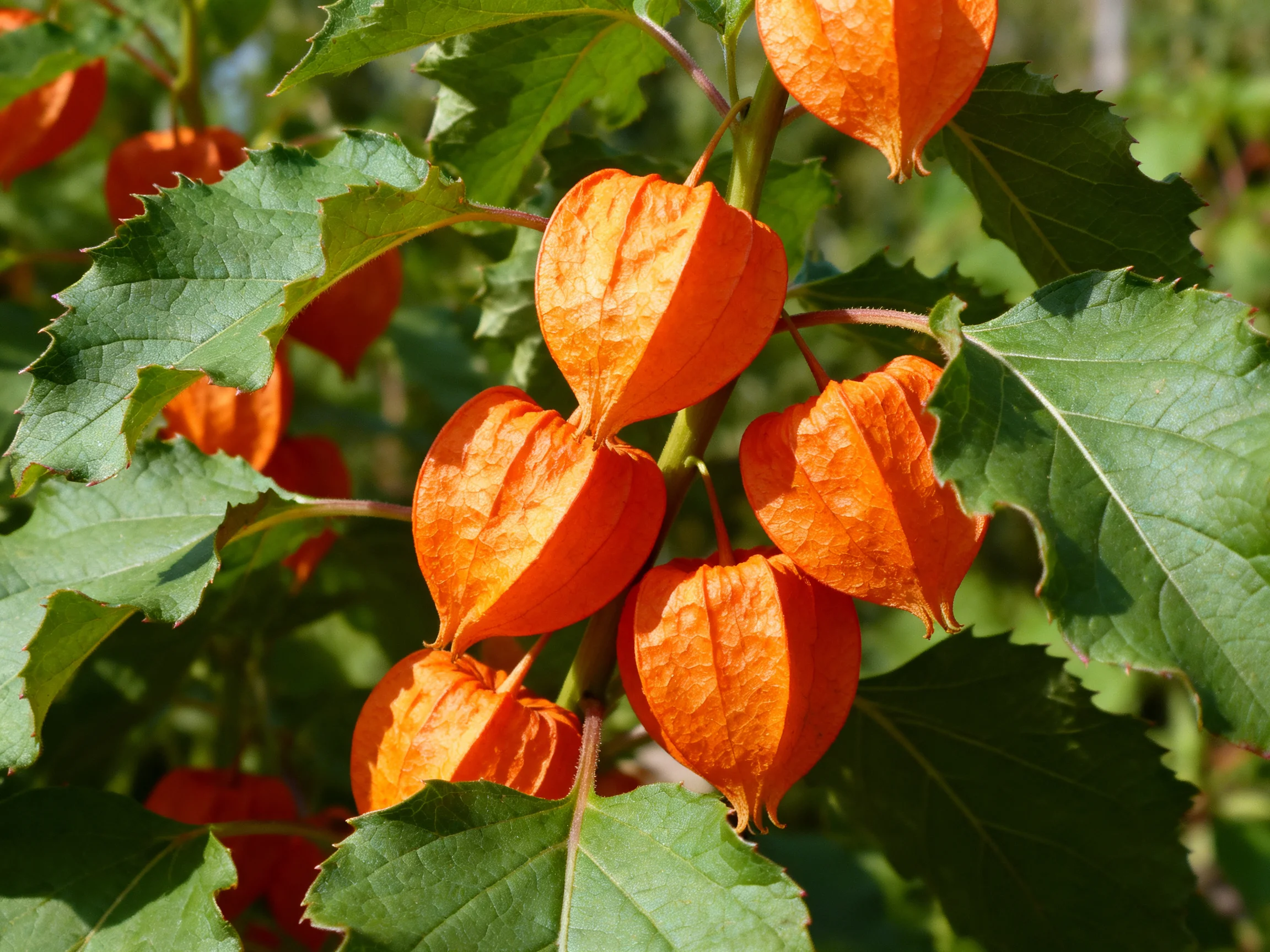 Vibrant orange physalis flowers clustered among lush green foliage