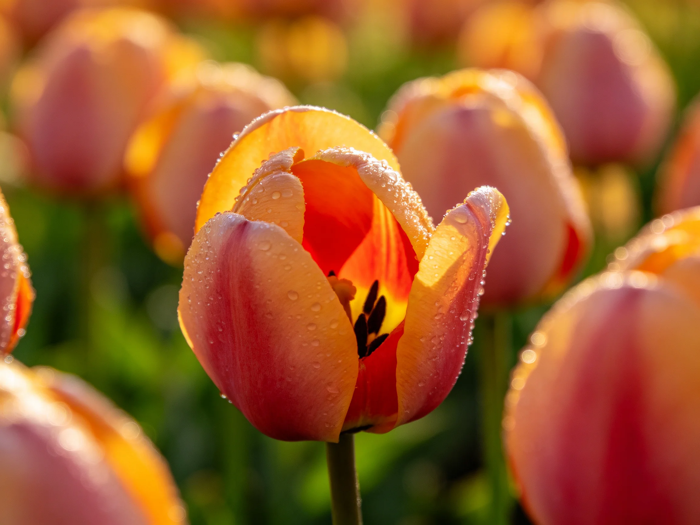 Vibrant orange-pink tulips with dewdrops in a sunlit field