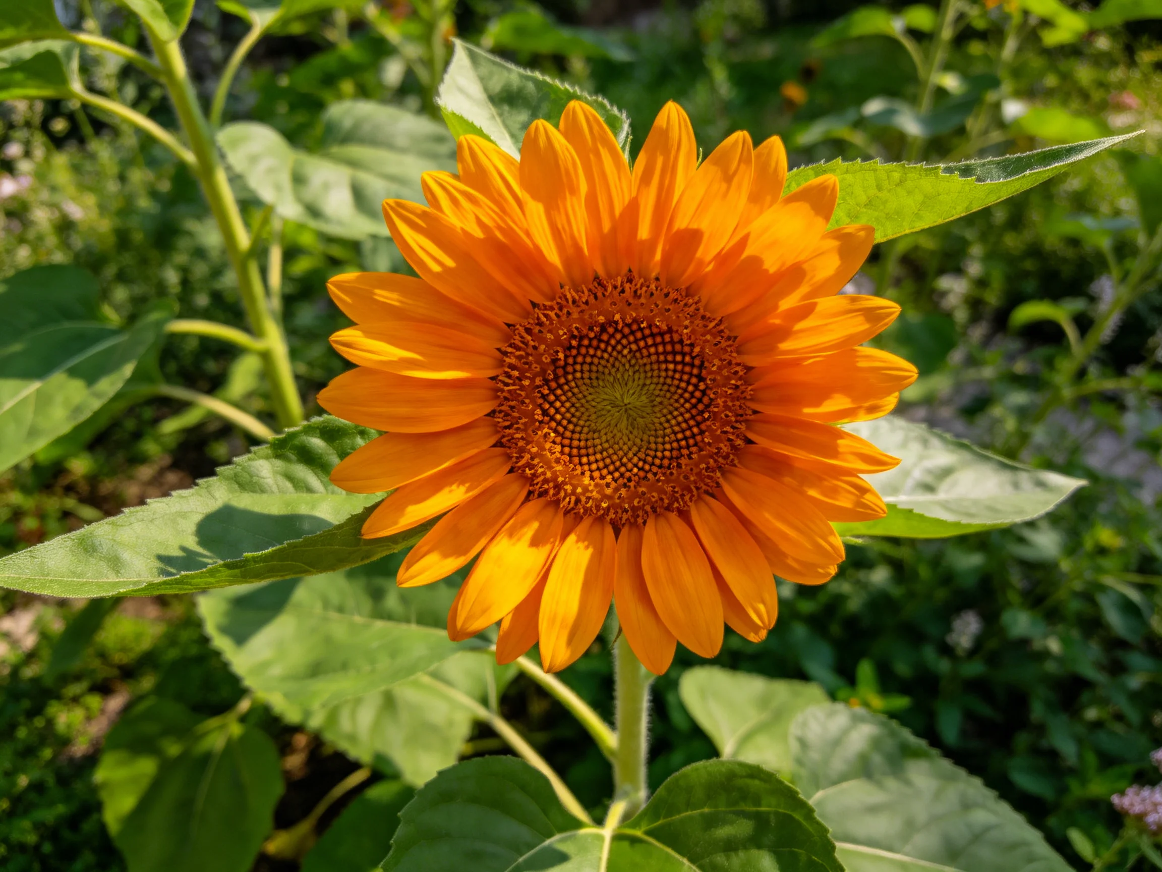 Vibrant orange sunflower blooms amid lush green foliage