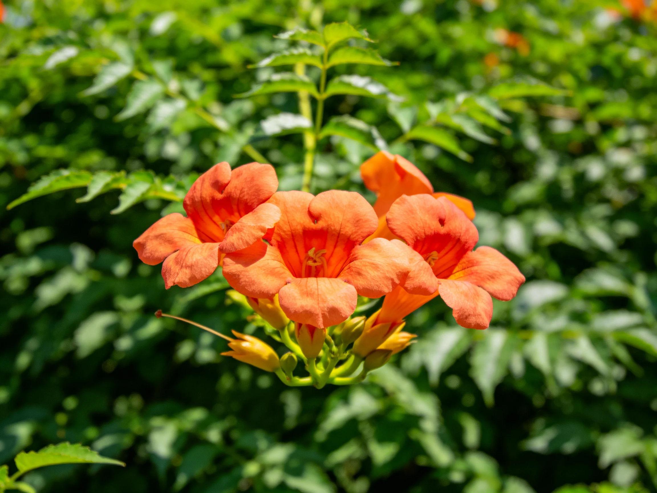 Vibrant orange trumpet flowers bloom among dense green foliage