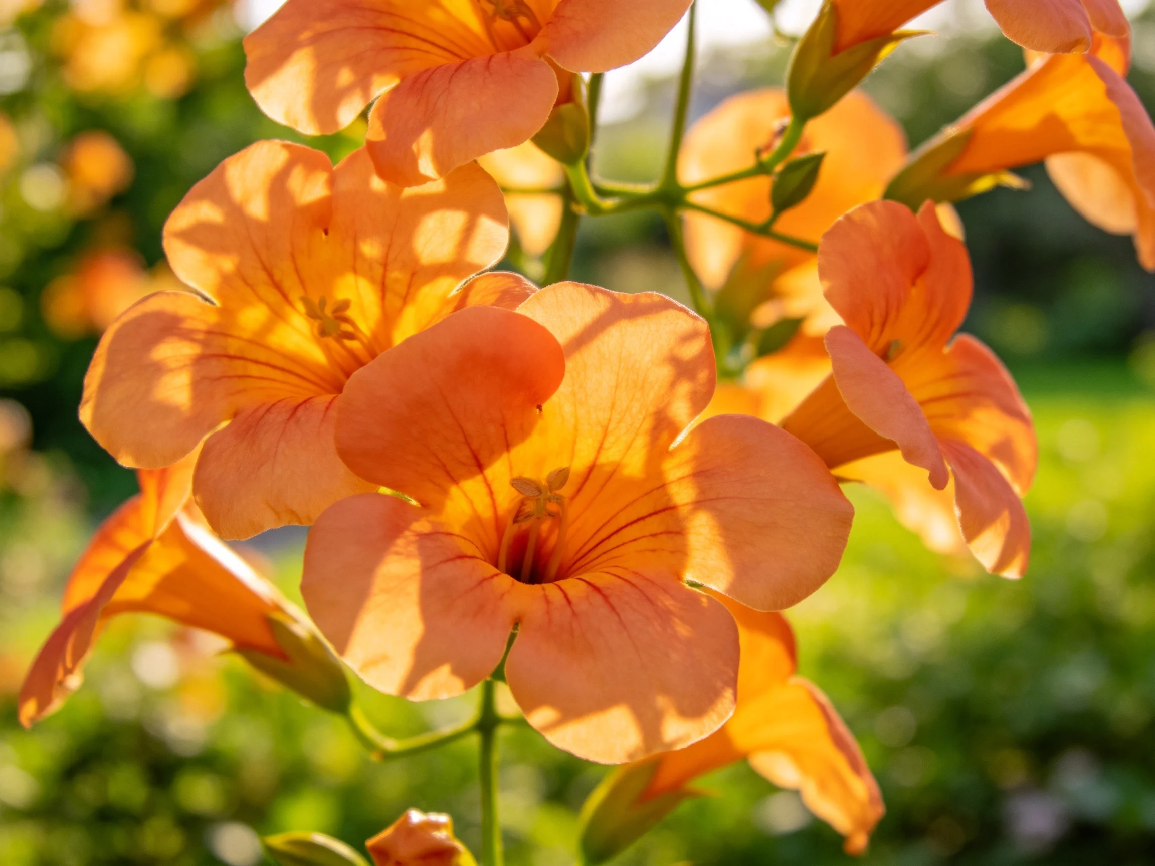 Vibrant orange trumpet flowers bloom in a sunlit garden