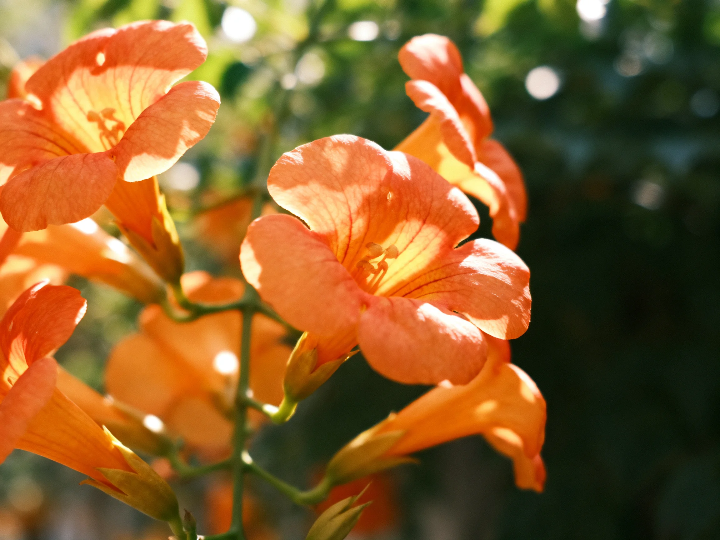 Vibrant orange trumpet - shaped flowers bloom under soft sunlight