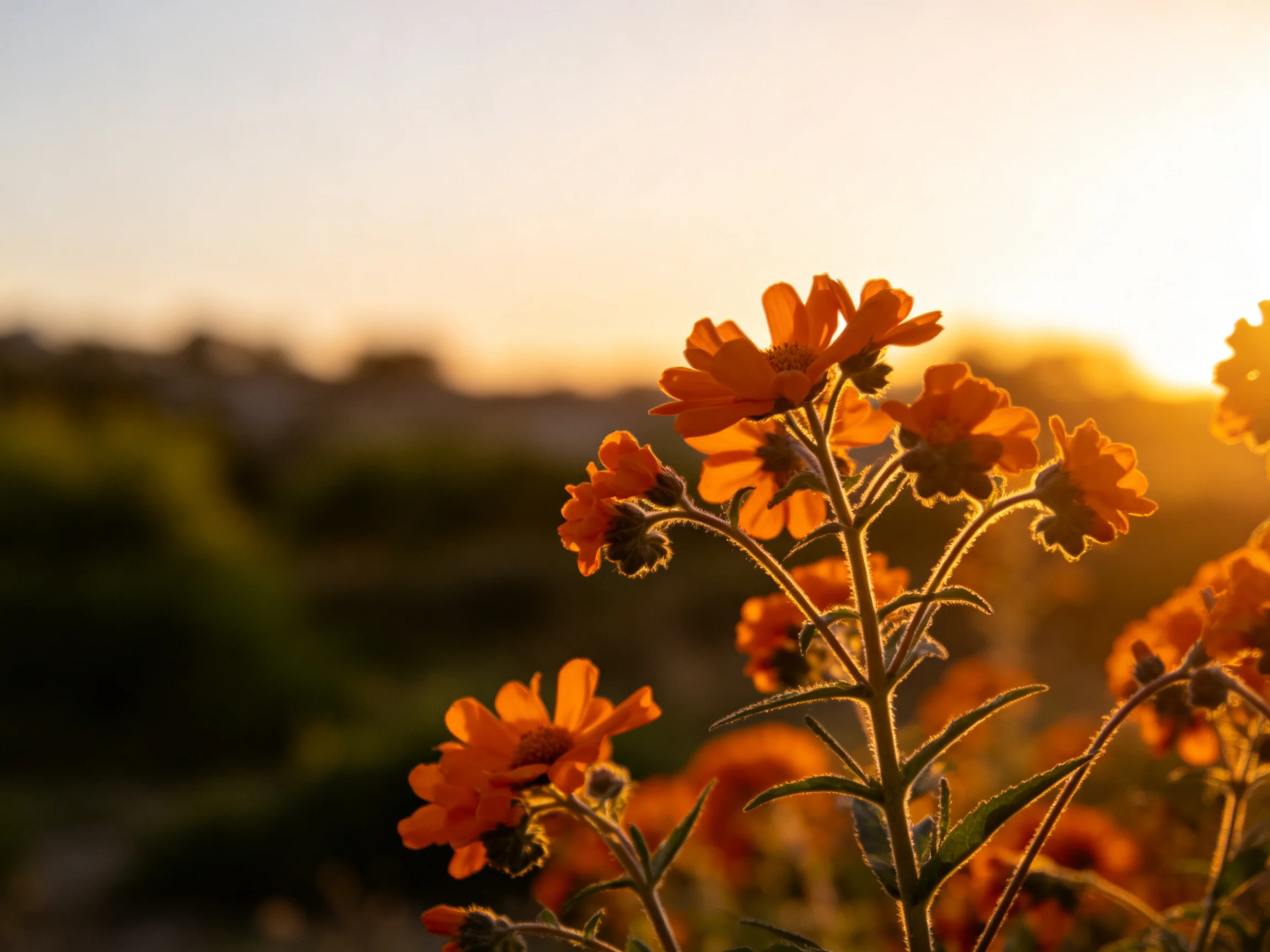 Vibrant orange wildflowers lit by golden sunset light