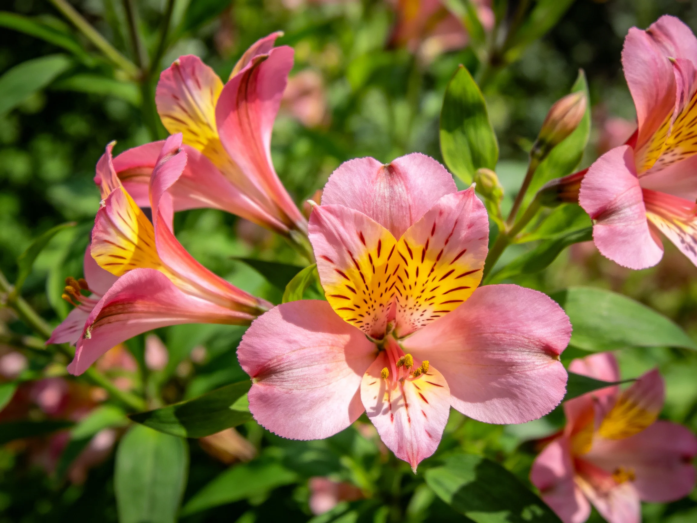 Vibrant pink alstroemeria blooms with golden centers amid green foliage