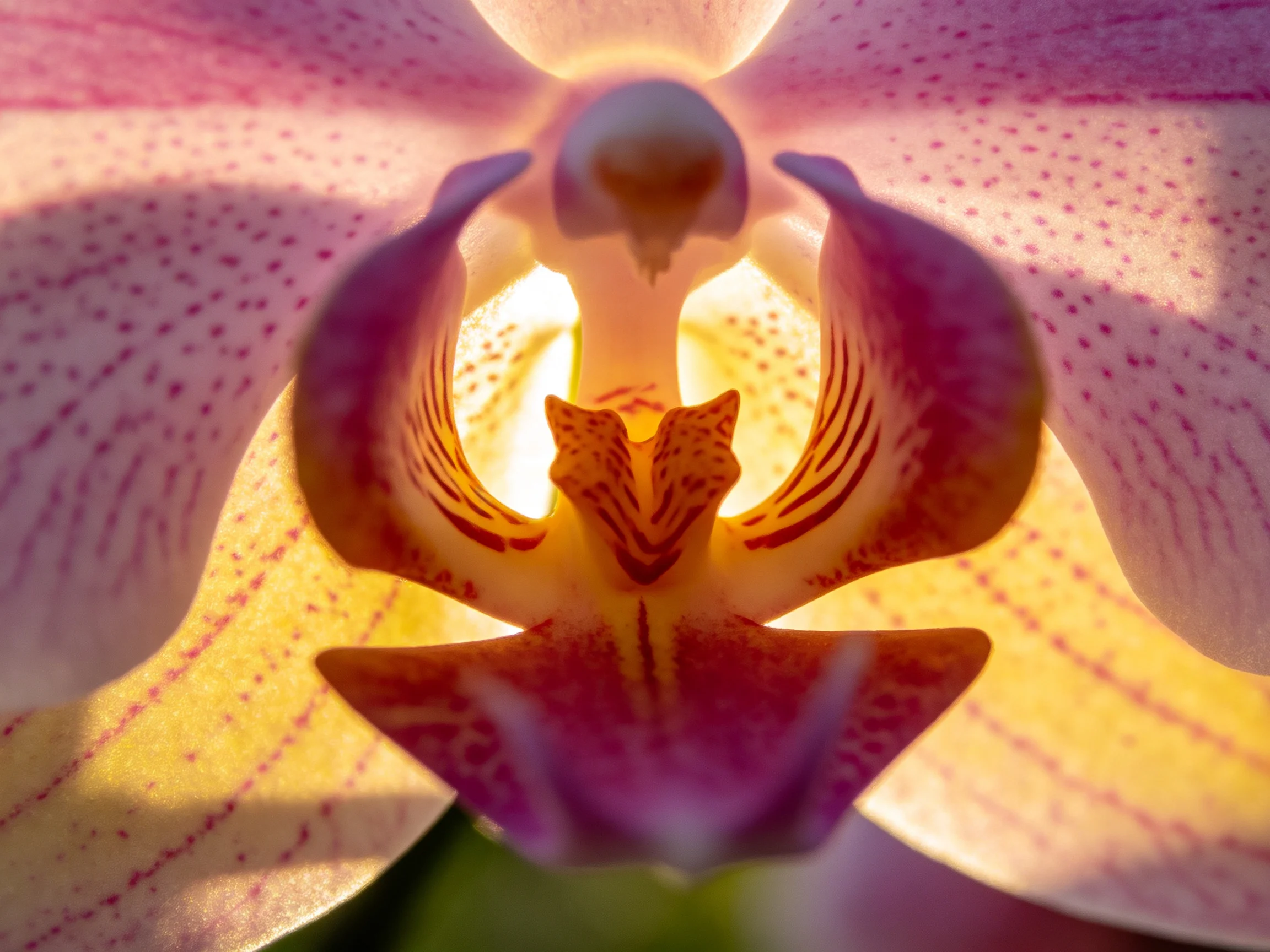 Vibrant pink and golden orchid petals with delicate patterns