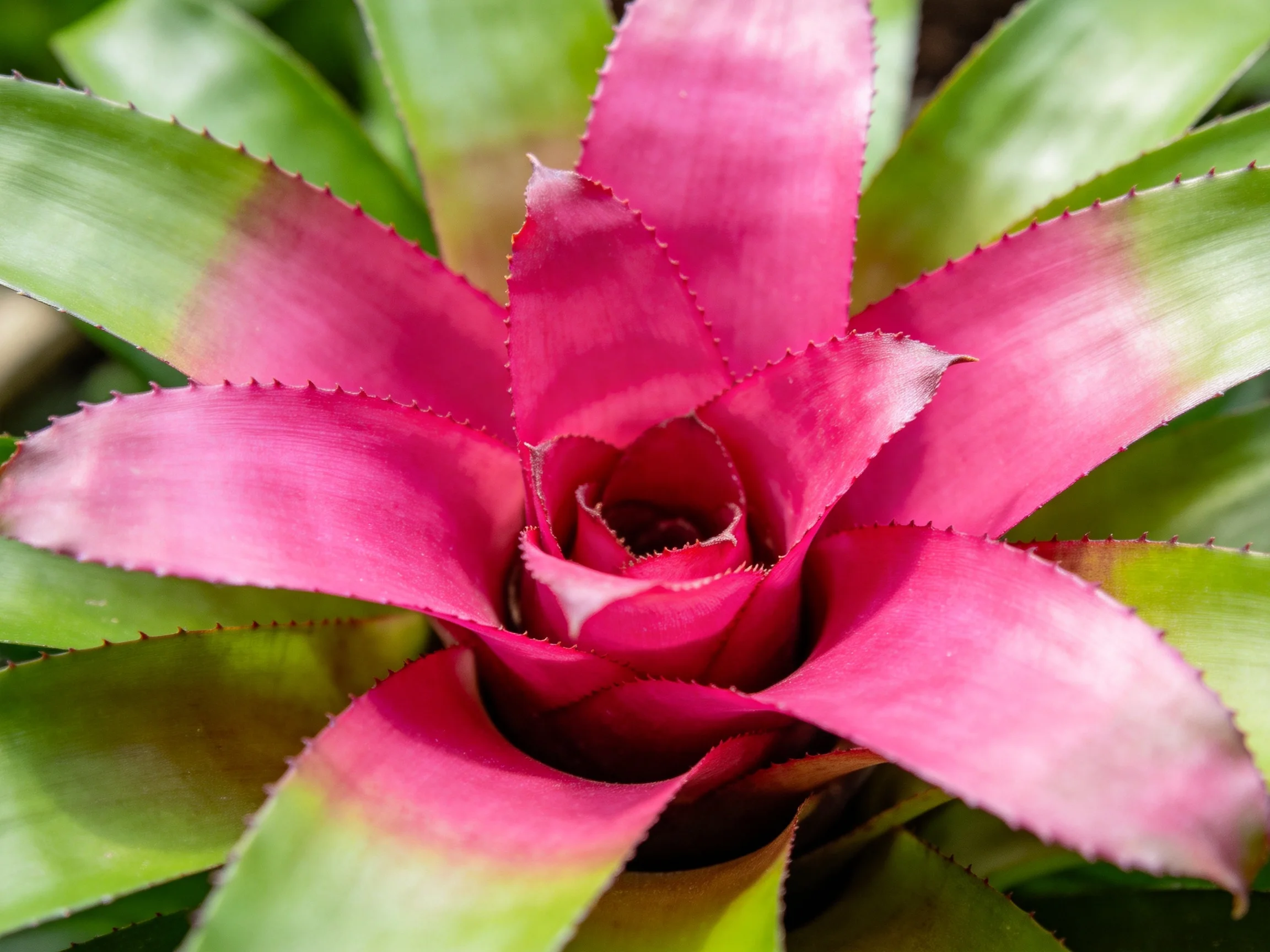 Close - up view of a tropical plant with pink and green foliage.