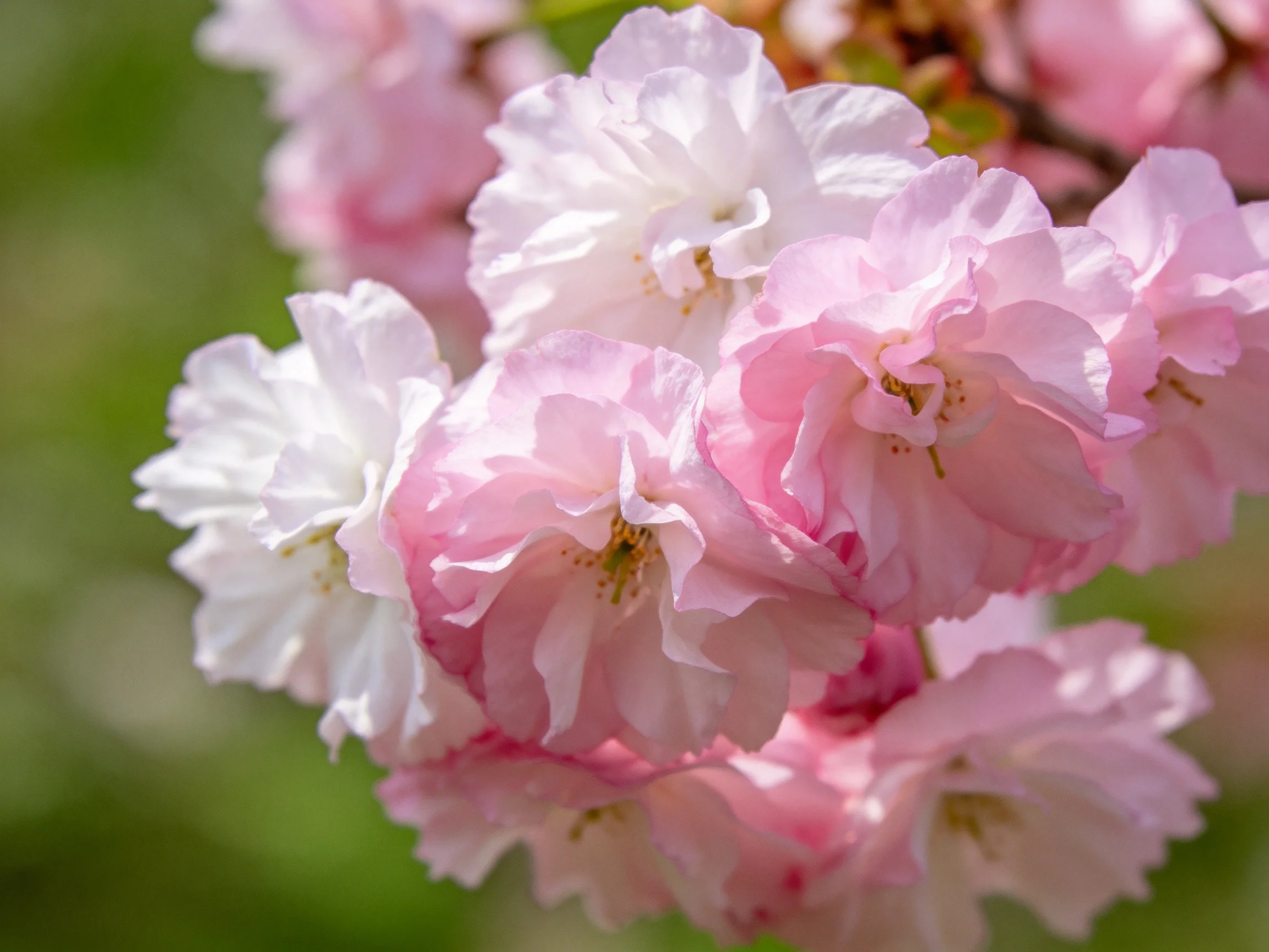 Vibrant pink and white cherry blossom clusters against soft green backdrop