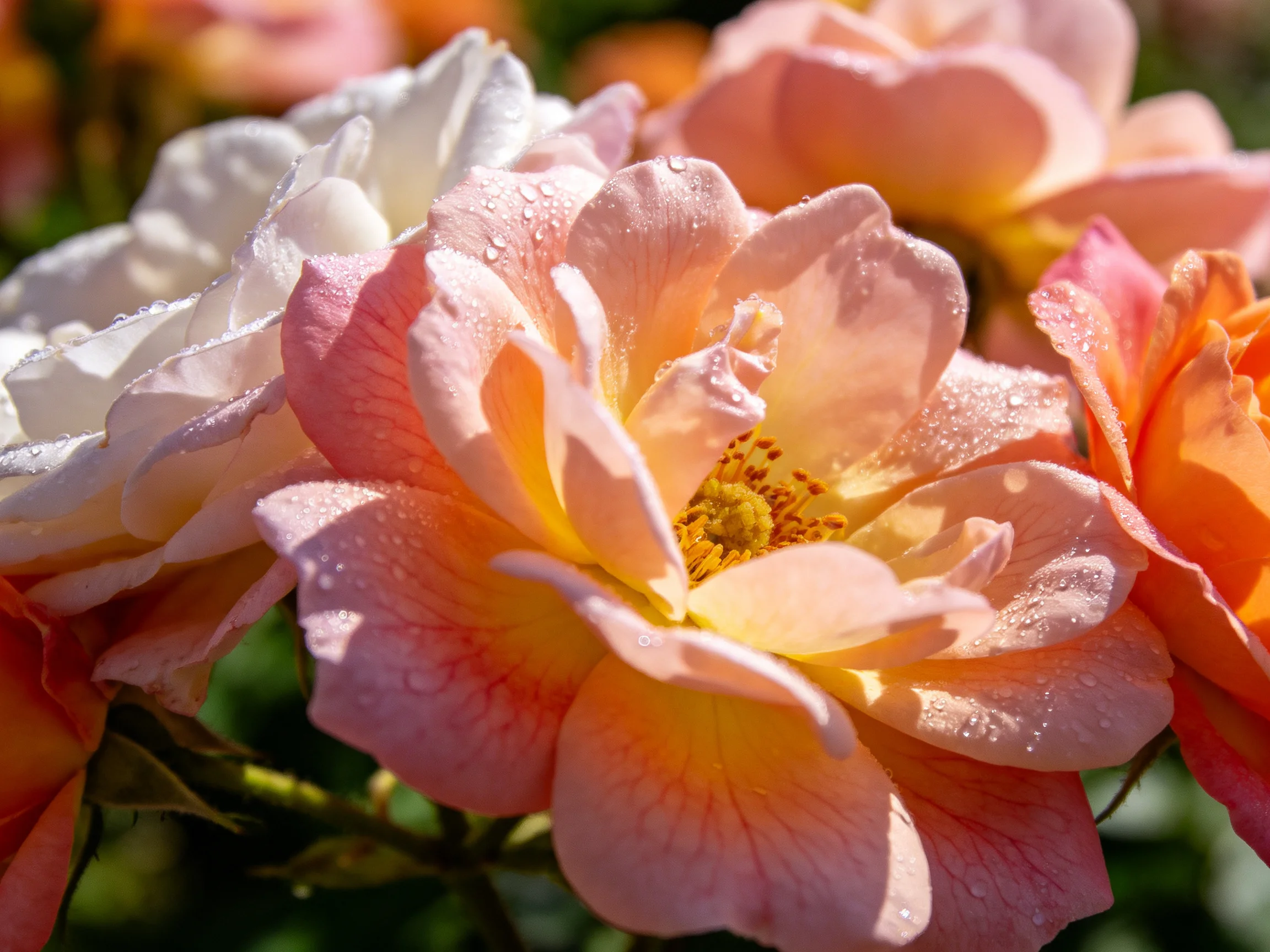 Vibrant pink and white roses adorned with morning dew droplets