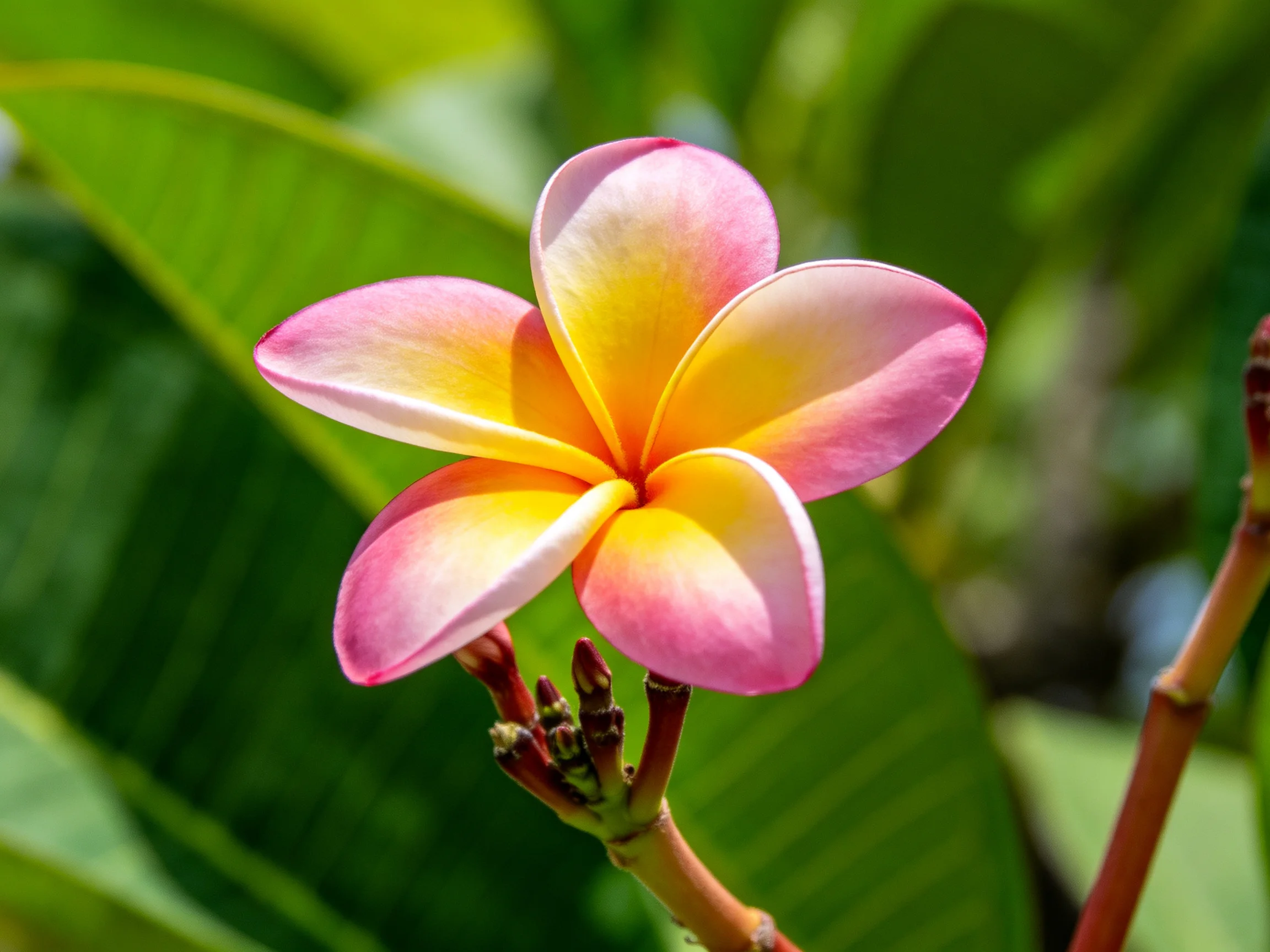 Vibrant pink and yellow frangipani flower with lush green foliage