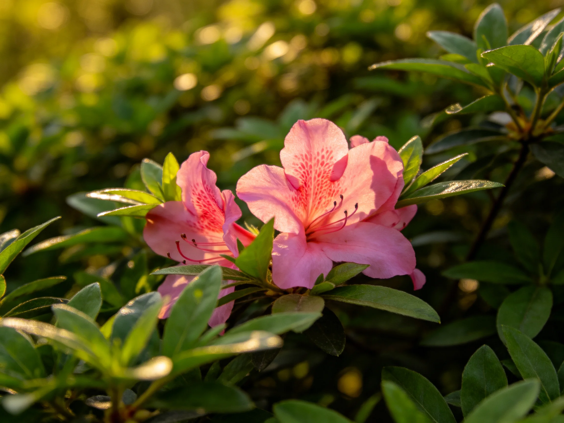 Vibrant pink azalea blooms amid lush green foliage