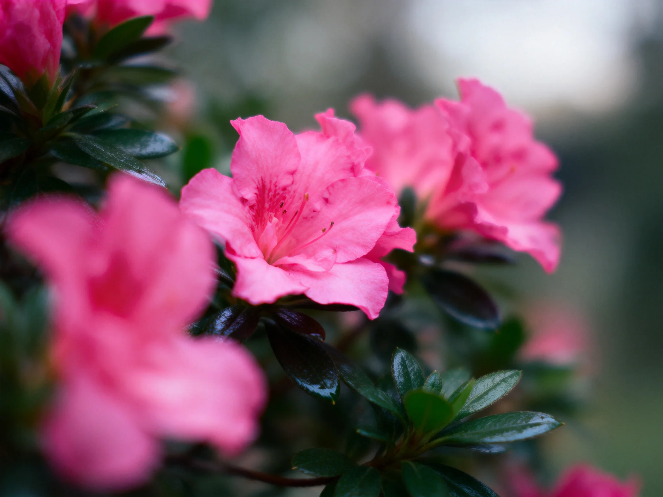 Vibrant pink azalea blooms with glossy dark green foliage