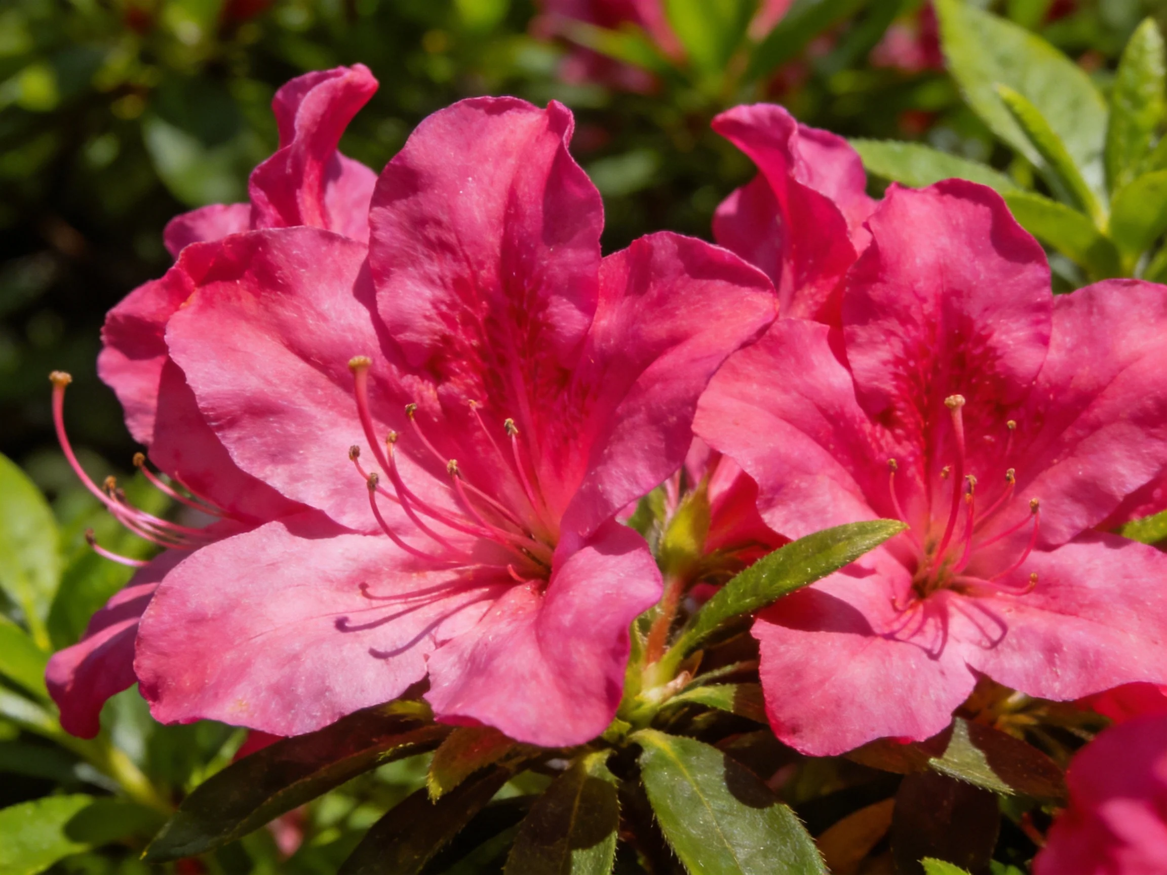 Vibrant pink azalea blooms with lush green foliage in natural daylight