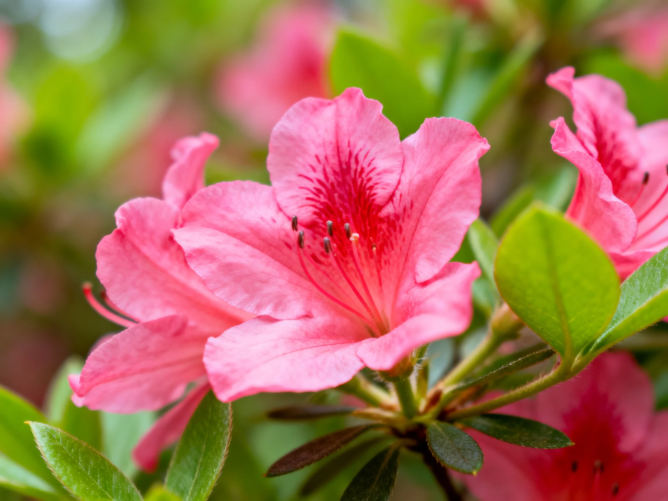 Vibrant pink azalea blooms with lush green foliage