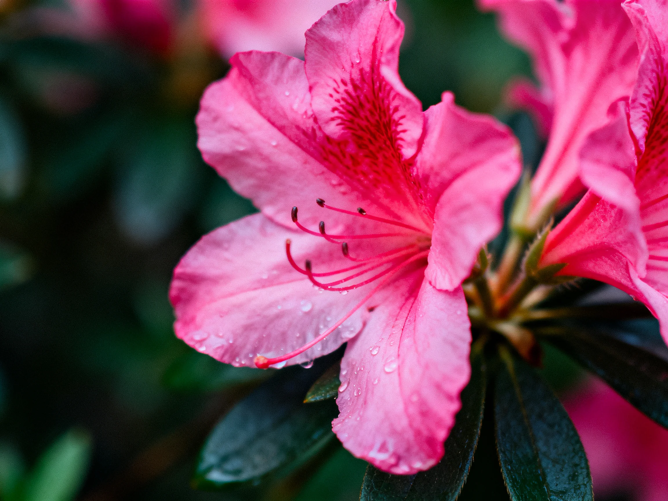 Vibrant pink azalea blooms with water droplets and dark green foliage