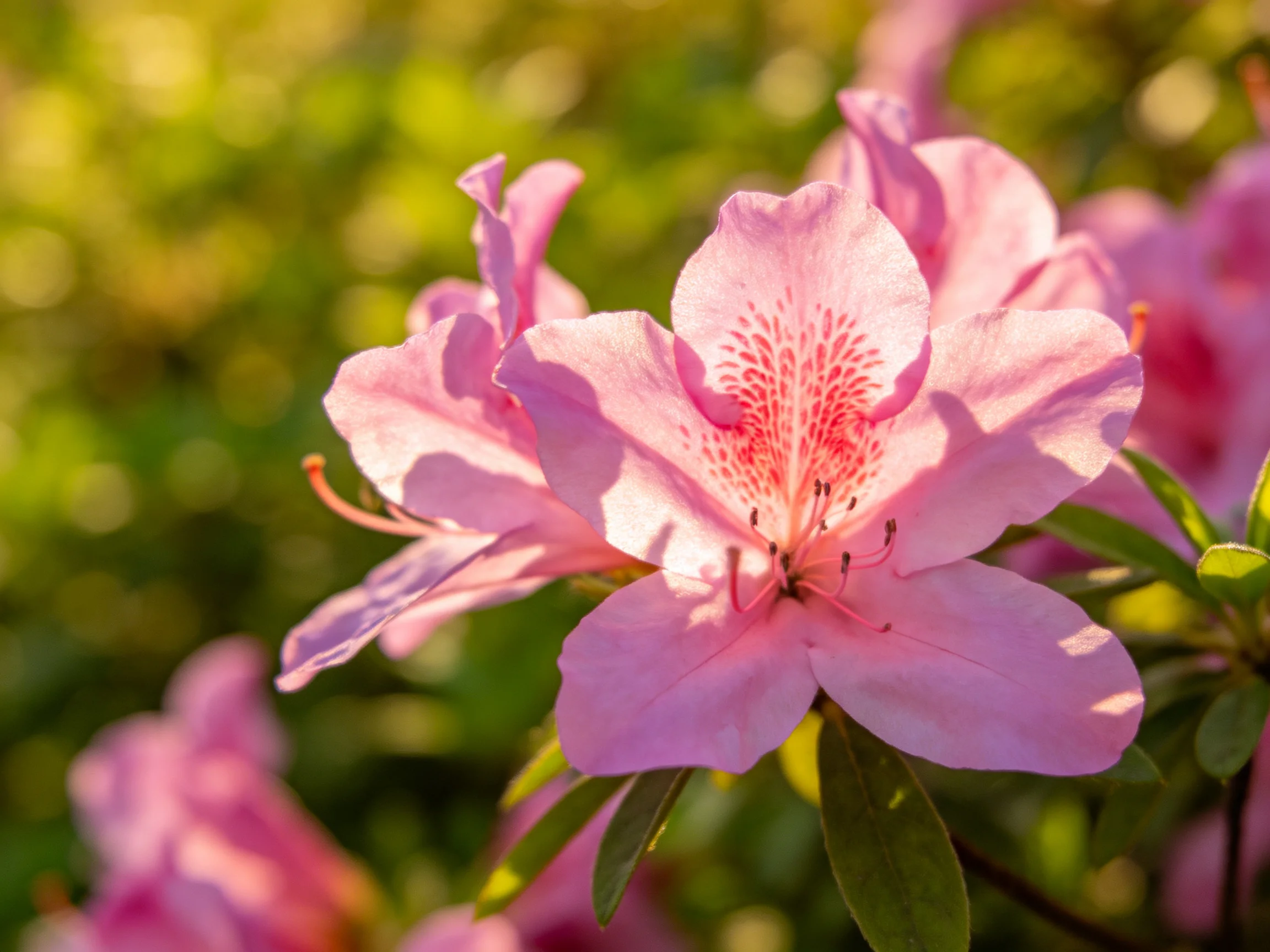 Vibrant pink azaleas bloom amidst soft green foliage