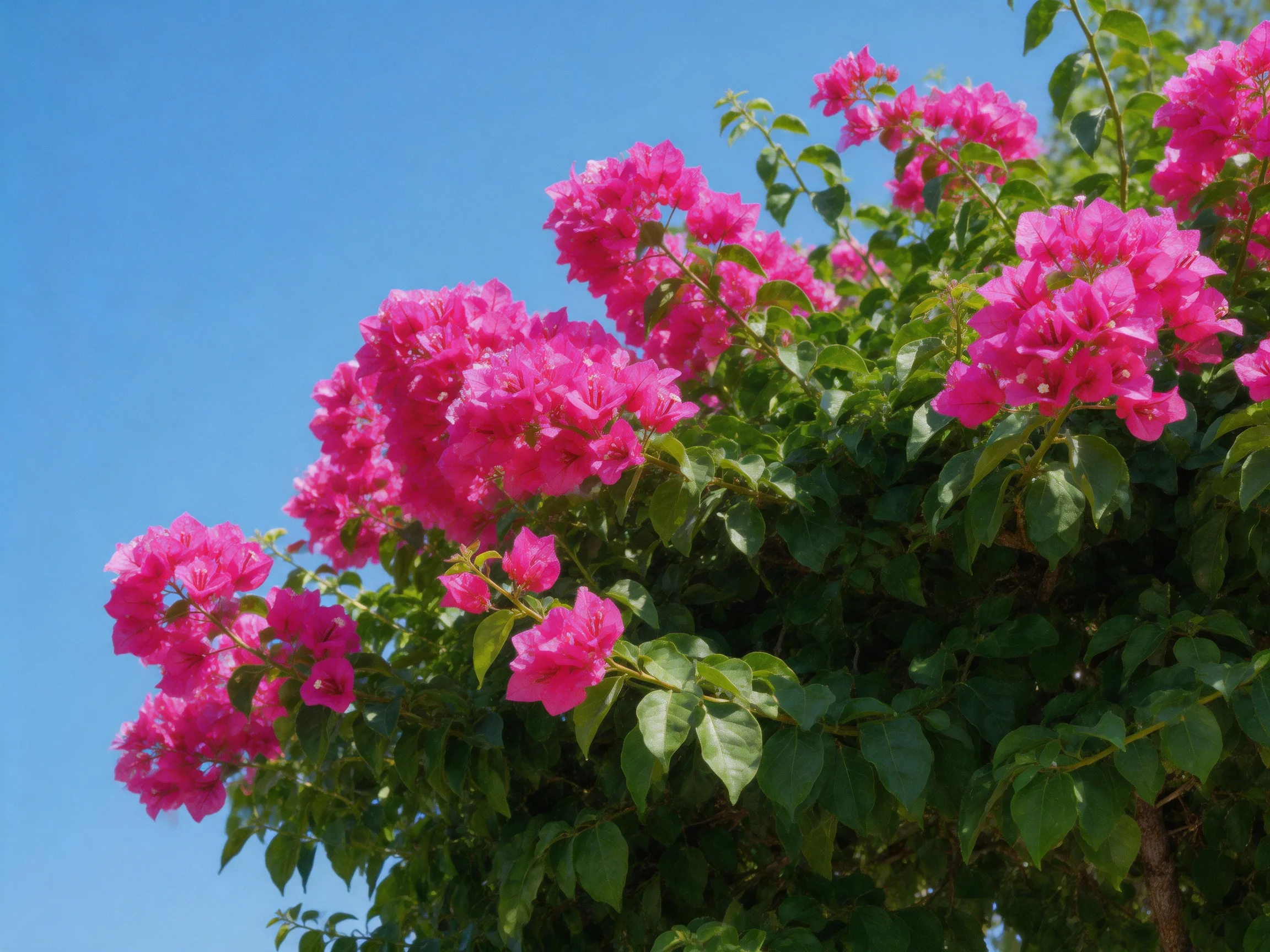 Vibrant pink bougainvillea blooms flourish amid lush green foliage
